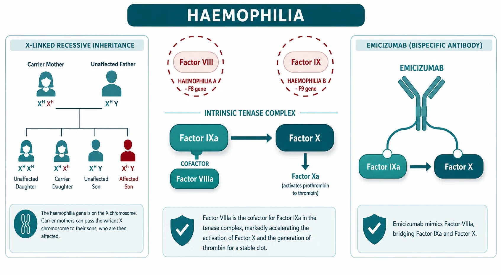 Educational pathophysiology diagram showing the intrinsic tenase complex with factor IXa and its cofactor factor VIIIa activating factor X, two broken red circles marking the F8 gene defect for haemophilia A and the F9 gene defect for haemophilia B, a small X-linked recessive pedigree, and an emicizumab molecule bridging factor IXa and factor X to mimic factor VIIIa