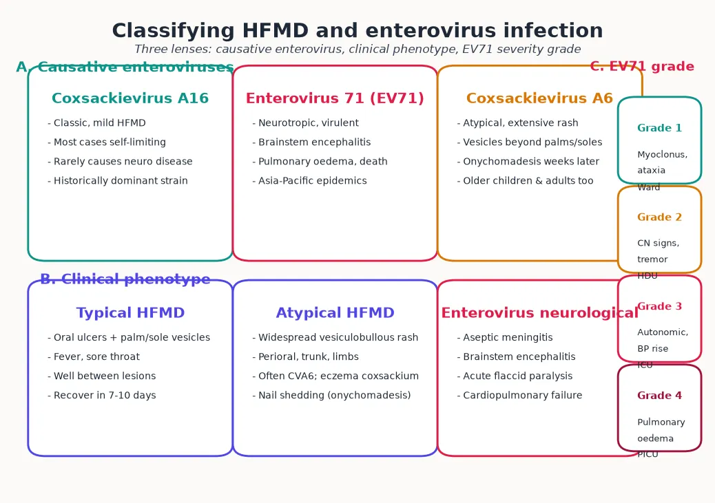 Three-panel classification schematic: causative enteroviruses (CVA16, EV71, CVA6); clinical phenotypes (typical, atypical, neurological); and the four-grade EV71 severity scale from myoclonus through to neurogenic pulmonary oedema