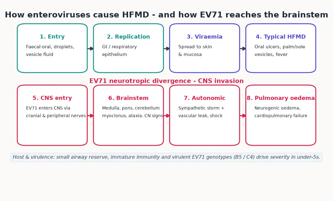 Left-to-right pathophysiology cascade: enterovirus entry via faecal-oral and droplet routes, primary replication in gut and airway, viraemia with seeding of skin and mucosa producing typical HFMD; then the EV71 neurotropic divergence — CNS entry via nerves, brainstem targeting, autonomic storm and neurogenic pulmonary oedema