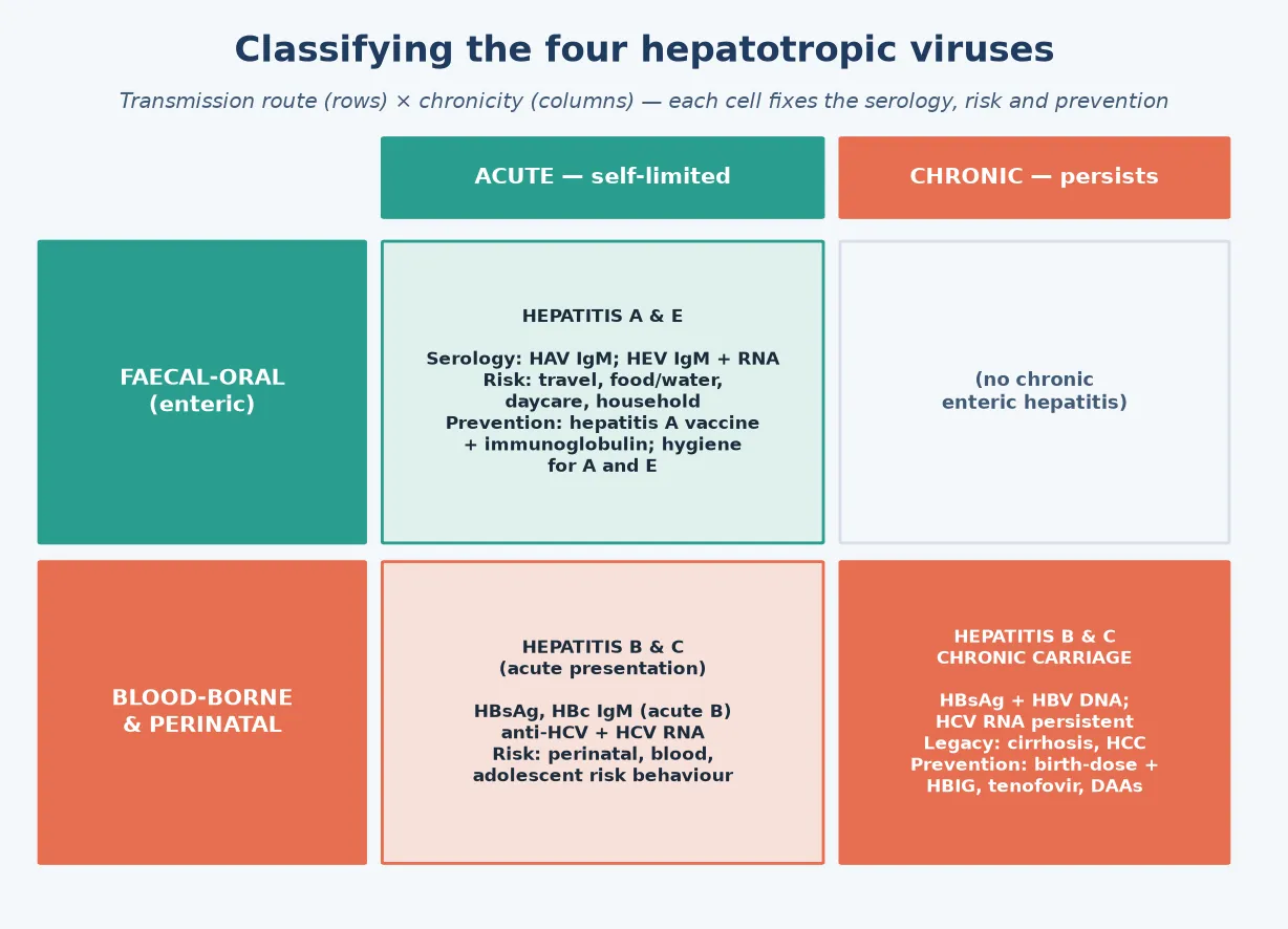 Two-axis classification matrix of the four hepatotropic viruses: the horizontal axis maps transmission route (faecal-oral for hepatitis A and E, blood-borne and perinatal for hepatitis B and C); the vertical axis maps chronicity (acute self-limited for A and E, chronic when neonatally acquired for B and C). Each cell lists the serology panel, the key risk groups and the prevention strategy — hepatitis A vaccine and immunoglobulin, hepatitis B birth-dose vaccine plus HBIG and maternal tenofovir, hepatitis C test-and-treat with DAAs, hepatitis E supportive care