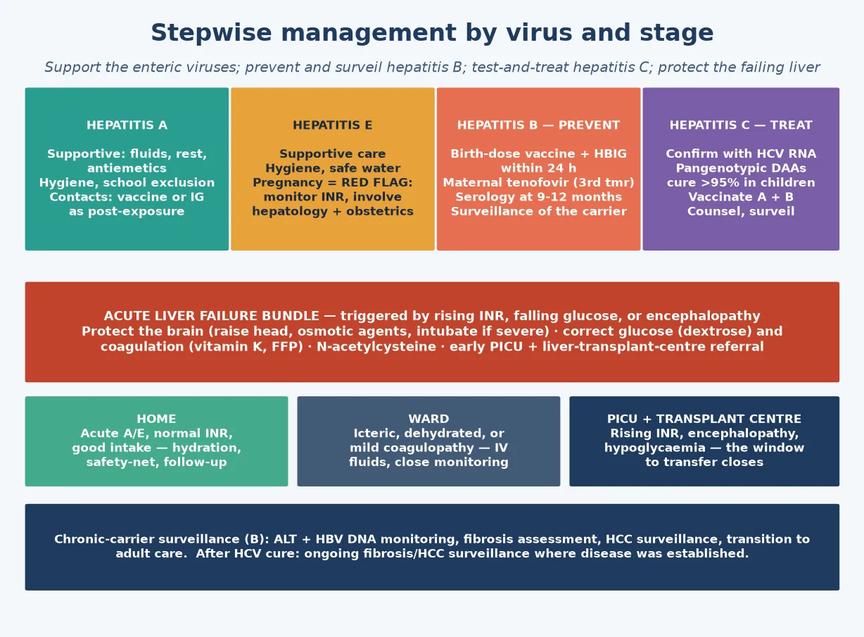 Stepwise management pathway across the four hepatotropic viruses: acute hepatitis A and E (supportive care, hydration, hygiene, school exclusion, contact tracing and hepatitis A post-exposure prophylaxis); hepatitis B (birth-dose vaccine plus HBIG within 24 hours for the exposed neonate, maternal tenofovir suppression for high-viraemic mothers in the third trimester, chronic-carrier surveillance with ALT and HBV DNA monitoring, and antiviral therapy in selected adolescents); hepatitis C (HCV RNA confirmation, age-appropriate direct-acting antiviral treatment, and counselling and surveillance); and the acute liver failure bundle (glucose, coagulation, N-acetylcysteine, encephalopathy management and transplant-centre referral)