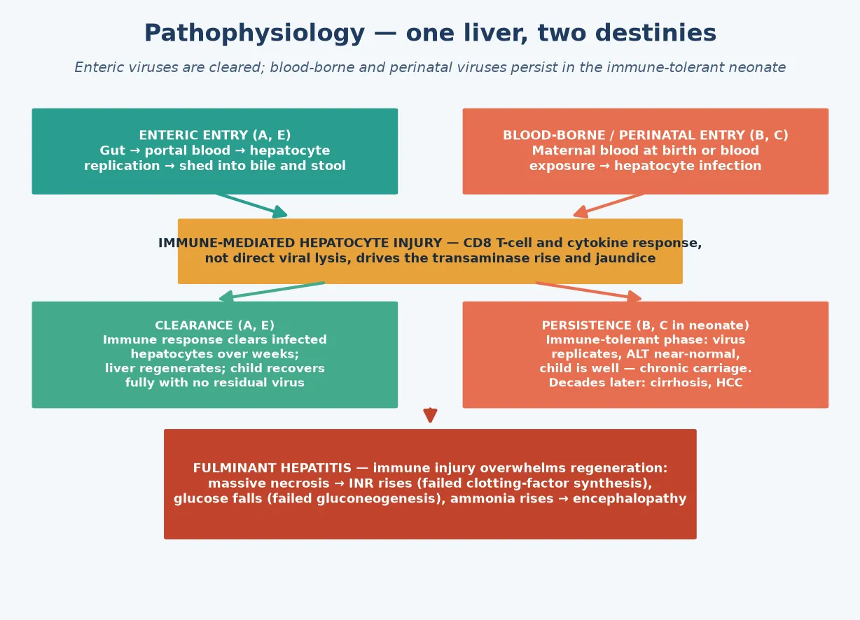 Pathophysiology cascade of the four hepatotropic viruses: enteric entry of hepatitis A and E through the gut to hepatocyte replication and faecal shedding with immune-mediated clearance; blood-borne and perinatal entry of hepatitis B and C to hepatocyte infection, with the neonatal immune-tolerance state permitting persistence and chronic carriage; and the fulminant-hepatitis branch where massive hepatocyte necrosis drives coagulopathy, hypoglycaemia and encephalopathy