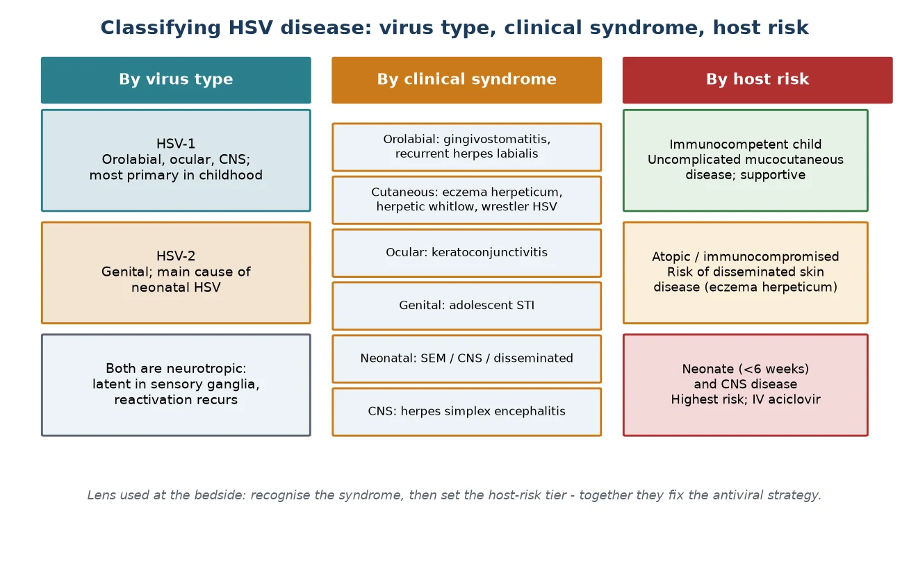Three-column schematic of HSV classification: by virus type (HSV-1 orolabial and CNS, HSV-2 genital and neonatal, both neurotropic); by clinical syndrome (orolabial, cutaneous, ocular, genital, neonatal SEM-CNS-disseminated, CNS encephalitis); and by host-risk tier (immunocompetent, atopic or immunocompromised, neonate and CNS disease)