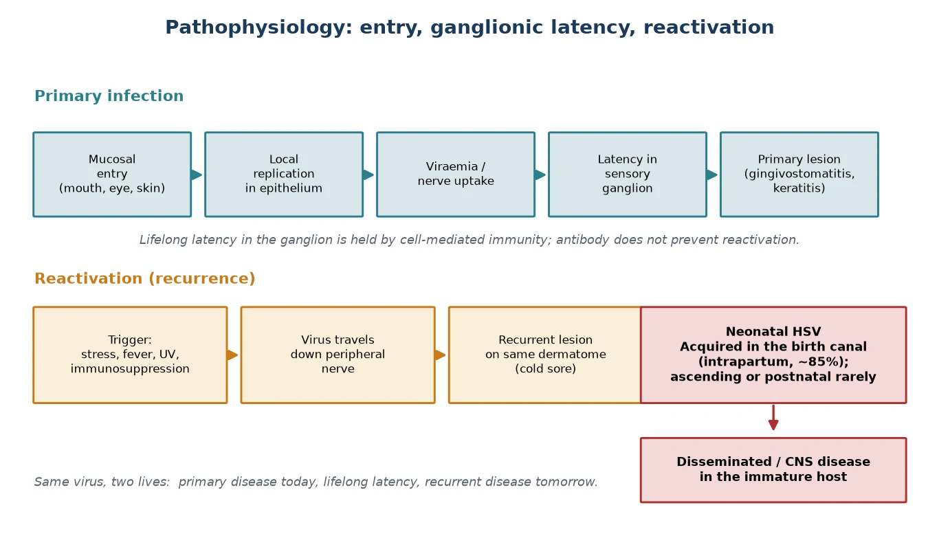 Pathophysiology cascade: mucosal entry and epithelial replication, primary viraemia and nerve uptake, ganglionic latency held by cell-mediated immunity, and reactivation travelling back down the peripheral nerve to the same dermatome as a recurrent cold sore; with a separate neonatal intrapartum acquisition branch leading to disseminated and CNS disease