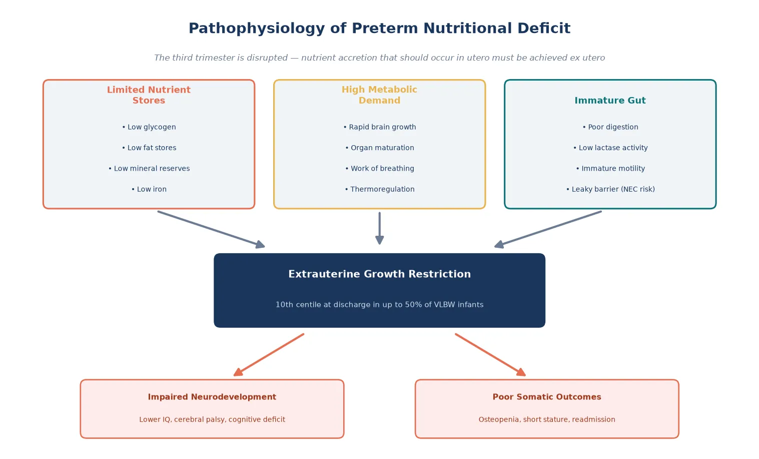 Three upstream causes (limited stores, high metabolic demand, immature gut) converging on extrauterine growth restriction with downstream neurodevelopmental and somatic consequences