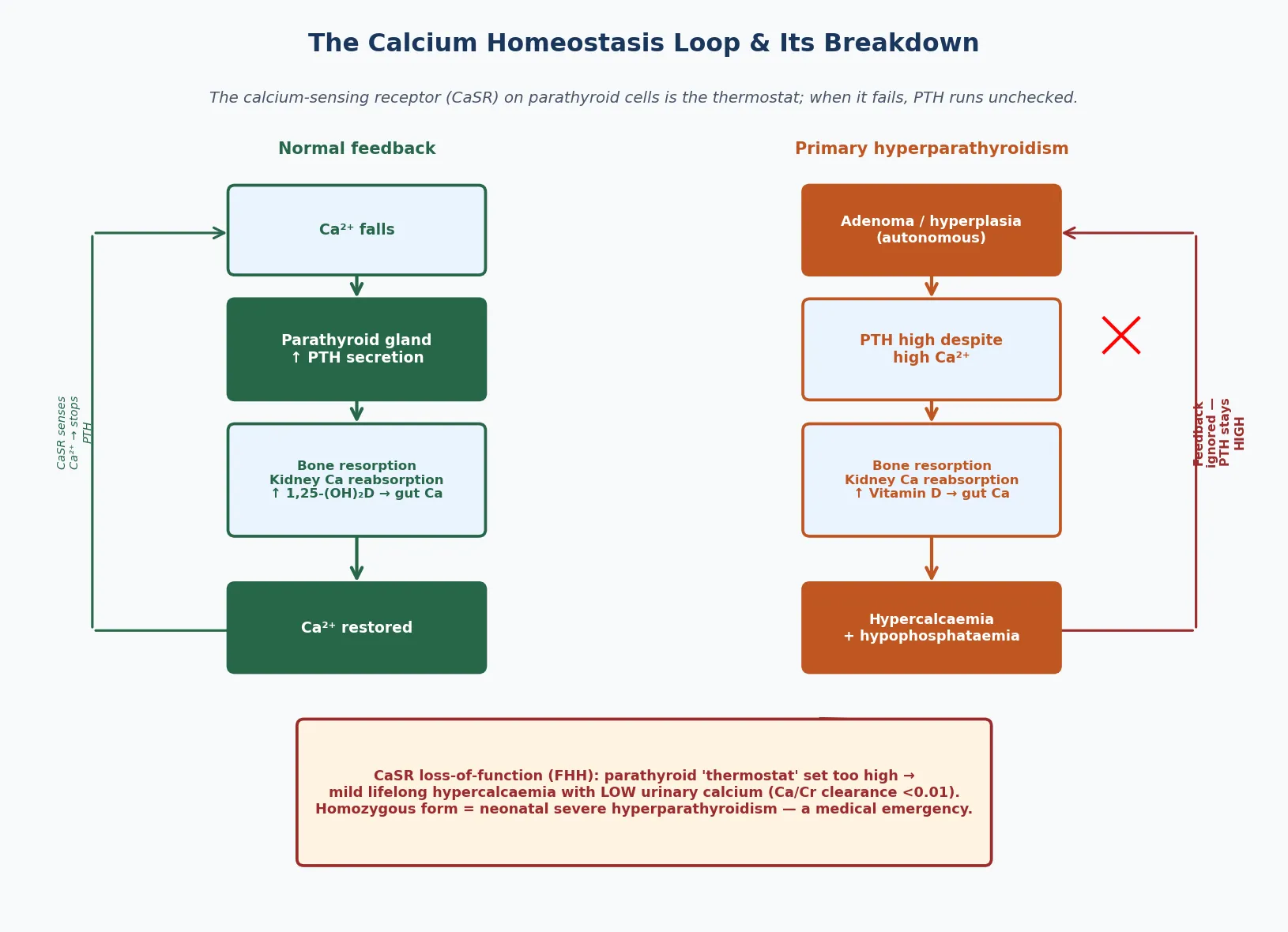 Two parallel diagrams of the calcium homeostasis loop. On the left, the normal feedback loop: a fall in calcium is sensed by the calcium-sensing receptor, the parathyroid gland raises PTH, which resorbs bone and reabsorbs calcium in the kidney and activates vitamin D to absorb gut calcium, restoring the level and switching PTH off. On the right, primary hyperparathyroidism: an autonomous adenoma secretes PTH despite a high calcium, so the same bone, kidney and gut effects drive hypercalcaemia with hypophosphataemia, and the feedback is ignored. A bottom panel shows the calcium-sensing receptor loss-of-function in familial hypocalciuric hypercalcaemia setting the thermostat too high, with the homozygous form causing neonatal severe hyperparathyroidism.