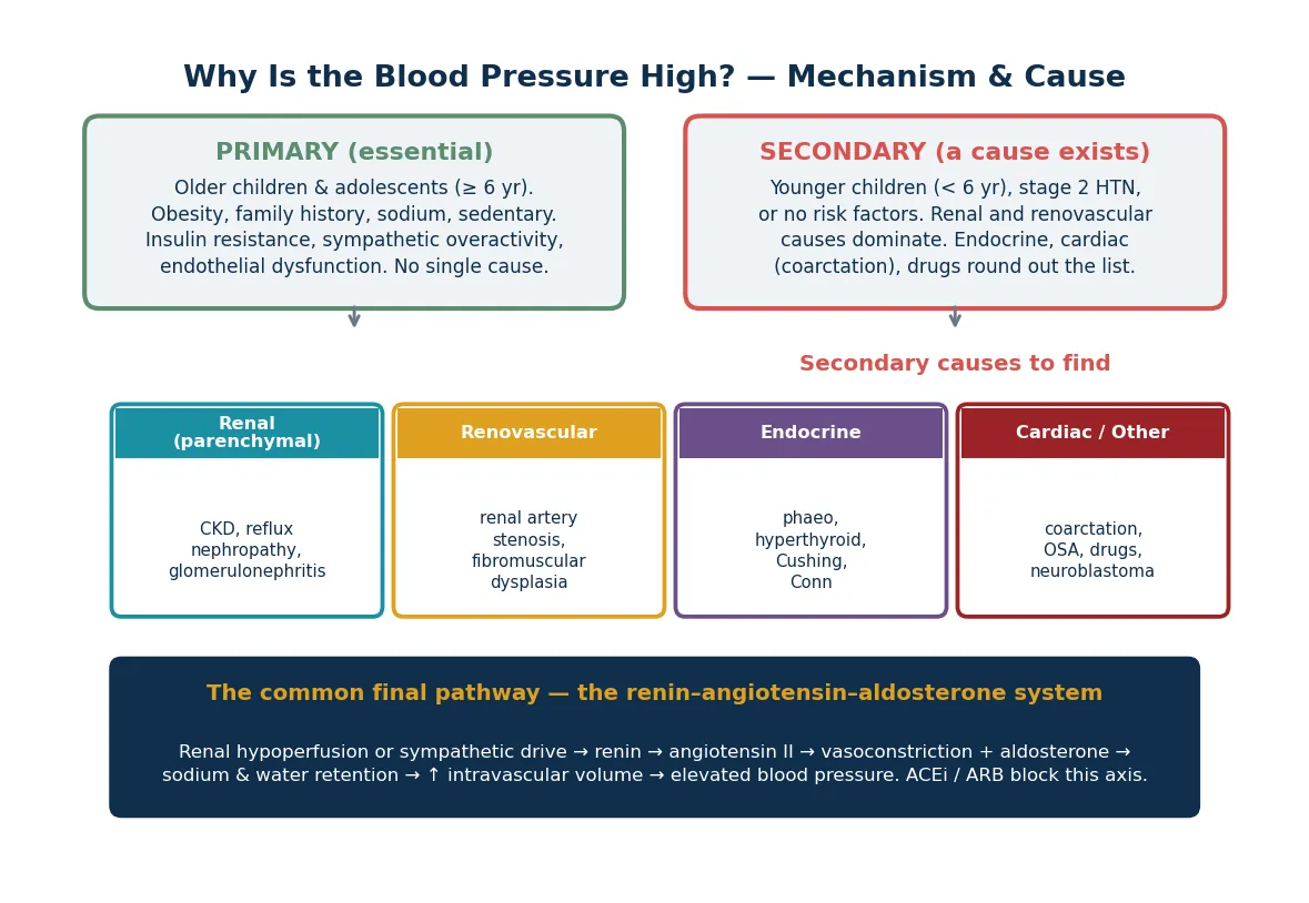 Pathophysiology diagram contrasting primary and secondary hypertension with the renin-angiotensin-aldosterone system as the common final pathway.