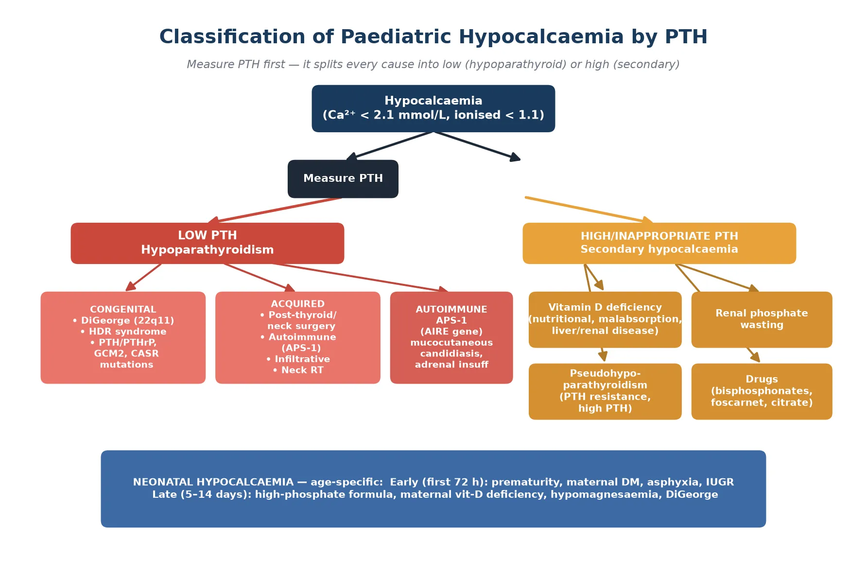 Classification tree of paediatric hypocalcaemia. Top node is hypocalcaemia; the first branch is PTH level. Low-PTH branch shows congenital causes (DiGeorge 22q11.2 deletion, HDR syndrome, GCM2 and CASR mutations), acquired causes (post-surgical, autoimmune APS-1, infiltrative, radiation), and autoimmune polyglandular syndrome type 1. High-PTH branch shows vitamin D deficiency, renal phosphate wasting, pseudohypoparathyroidism, and drugs. A bottom band covers neonatal early hypocalcaemia (first 72 hours: prematurity, maternal diabetes, asphyxia) and late hypocalcaemia (day 5 to 14: high-phosphate formula, maternal vitamin D deficiency, hypomagnesaemia, DiGeorge).