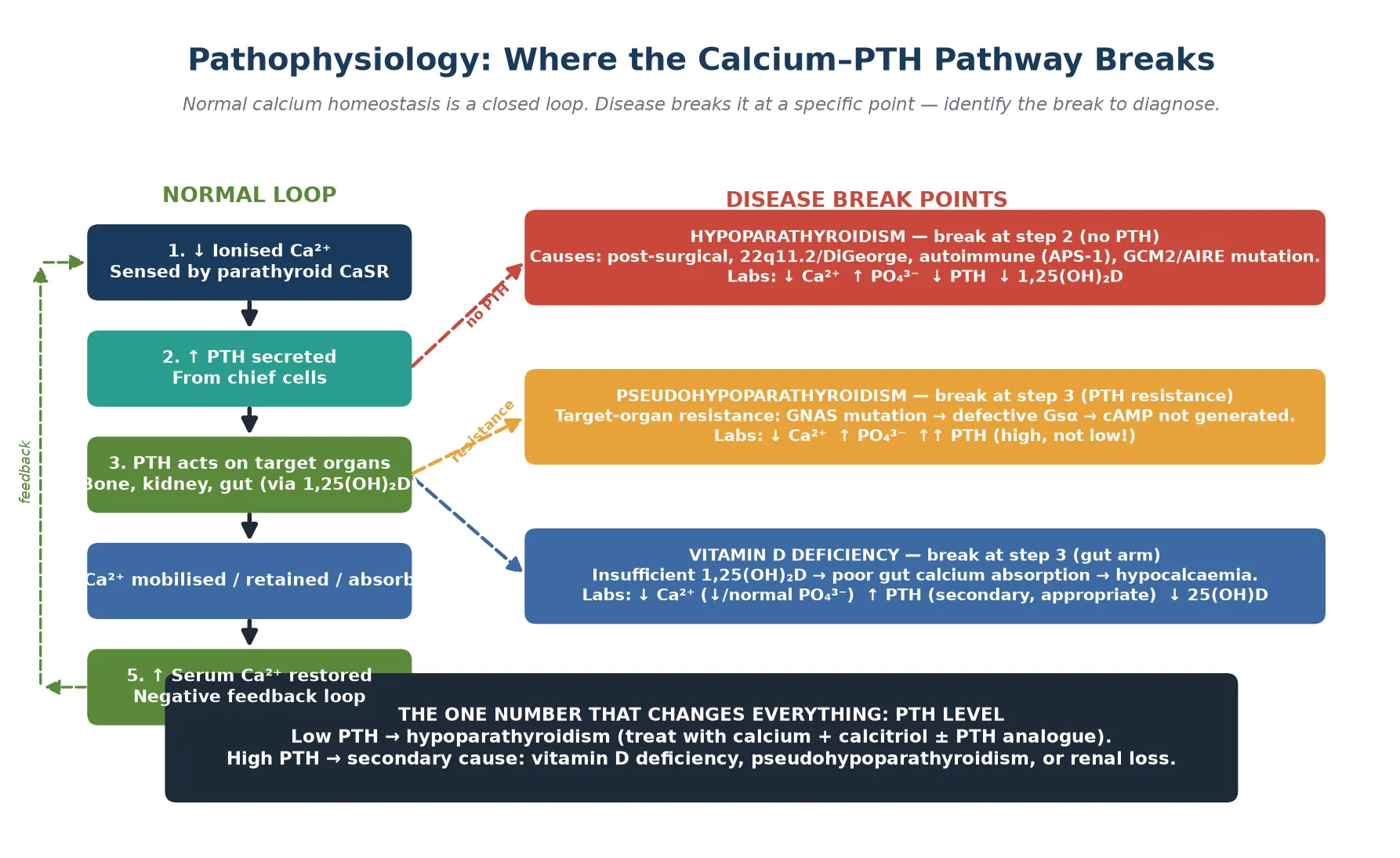 Pathophysiology diagram showing the normal calcium-PTH closed loop (five steps: low ionised calcium sensed, PTH released, PTH acts on bone kidney and gut, calcium restored, negative feedback). Three disease break points are marked: hypoparathyroidism breaks at step 2 (no PTH released, with low Ca high phosphate low PTH); pseudohypoparathyroidism breaks at step 3 (target organ resistance via GNAS Gs alpha defect, with high PTH); vitamin D deficiency breaks at the gut arm of step 3 (secondary high PTH, low 25-hydroxyvitamin D). A bottom panel states the key teaching: PTH level is the one number that changes the entire plan.