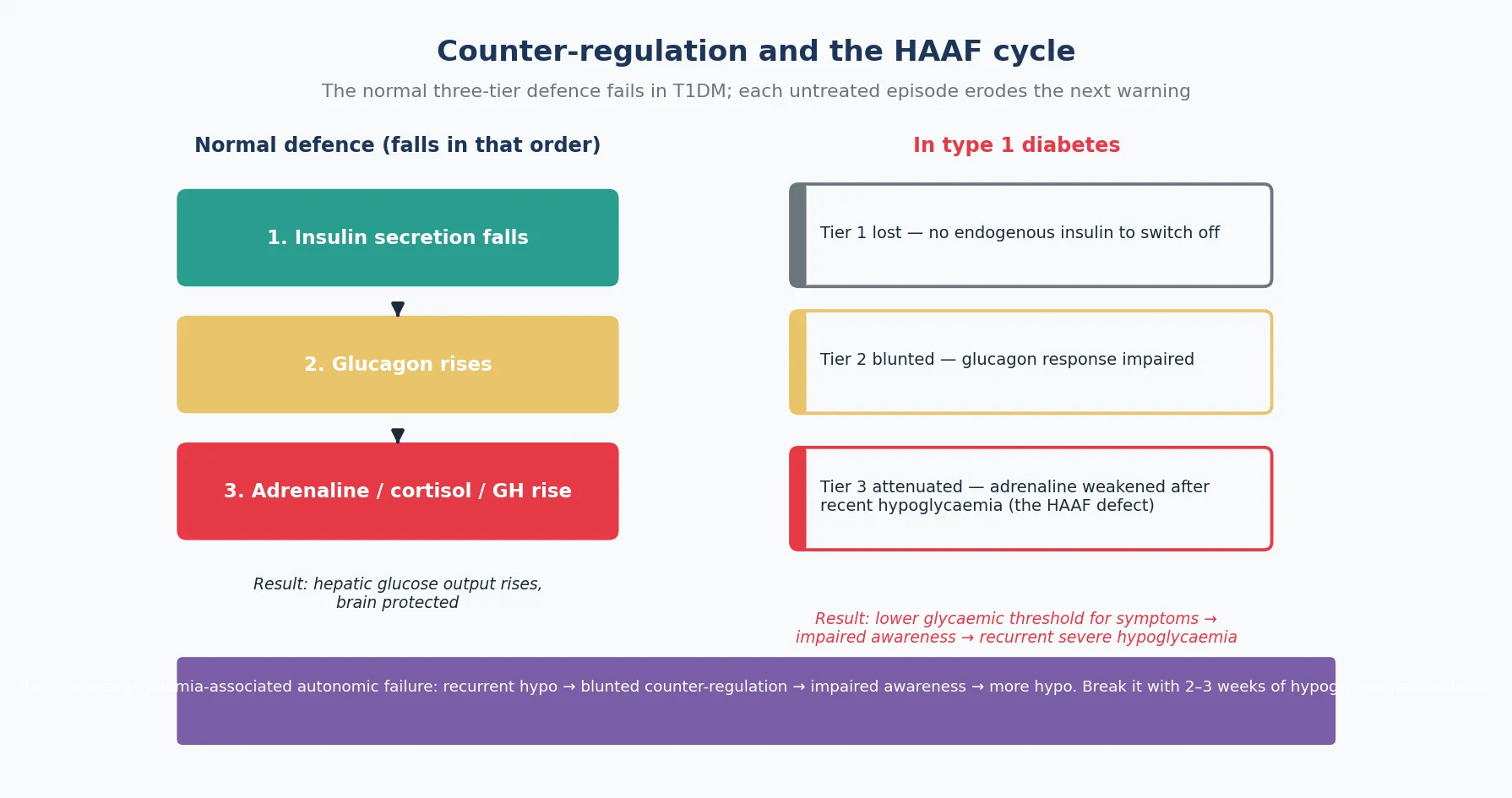 Two-panel mechanism diagram: the left panel shows the normal three-tier defence in order — insulin secretion falls in teal, glucagon rises in amber, then adrenaline-cortisol-growth hormone rise in red, with hepatic glucose output rising and the brain protected; the right panel shows the type 1 diabetes defect — tier one lost because there is no endogenous insulin to switch off, tier two blunted because the glucagon response is impaired, and tier three attenuated because adrenaline is weakened after recent hypoglycaemia, producing impaired awareness and recurrent severe hypoglycaemia; a purple footer bar names hypoglycaemia-associated autonomic failure and that it is broken by two to three weeks of hypoglycaemia avoidance