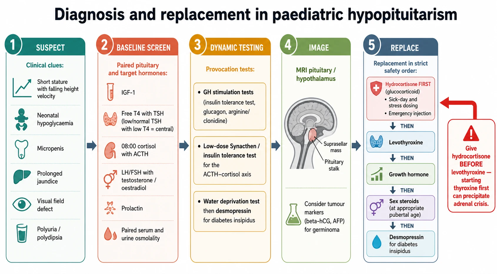 Diagnosis and replacement pathway for paediatric hypopituitarism in five steps. Step one suspect from short stature, neonatal hypoglycaemia, micropenis, prolonged jaundice, visual field defect or polyuria. Step two baseline screen with paired pituitary and target hormones: IGF-1, free thyroxine with thyroid-stimulating hormone, morning cortisol with adrenocorticotrophin, gonadotrophins with sex steroids, prolactin and paired osmolalities. Step three dynamic testing with growth hormone stimulation tests, low-dose Synacthen or insulin tolerance test for the cortisol axis, and a water deprivation test then desmopressin for diabetes insipidus. Step four image the pituitary and hypothalamus with MRI and send tumour markers for germinoma. Step five replace in safety order: hydrocortisone first, then levothyroxine, growth hormone, sex steroids and desmopressin, with a warning to give hydrocortisone before levothyroxine.