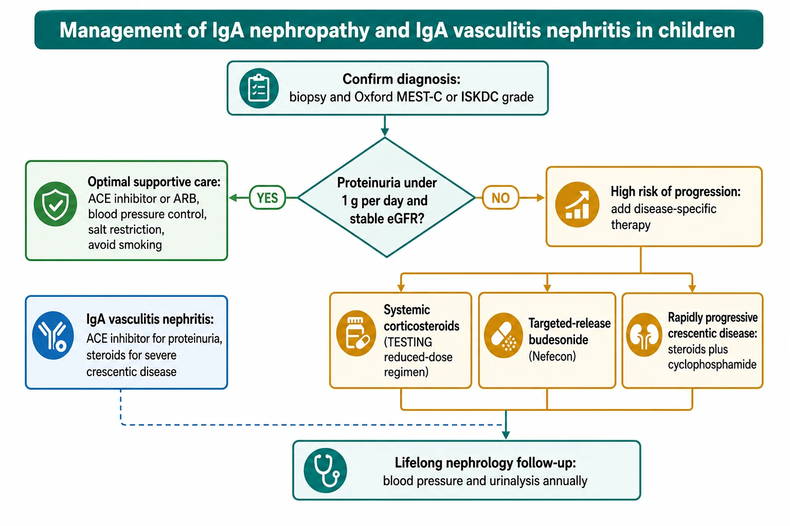 Management flowchart. Start with confirm diagnosis by biopsy and Oxford MEST-C or ISKDC grade. A decision diamond asks whether proteinuria is under 1 g per day with stable estimated GFR. The yes branch leads to optimal supportive care with ACE inhibitor or ARB, blood pressure control, salt restriction, and smoking avoidance. The no branch leads to high risk of progression and disease-specific therapy: systemic corticosteroids in a reduced-dose TESTING regimen, targeted-release budesonide (Nefecon), and steroids plus cyclophosphamide for rapidly progressive crescentic disease. A side box addresses IgA vasculitis nephritis with ACE inhibition and steroids for severe crescentic disease. A final box sets lifelong nephrology follow-up with annual blood pressure and urinalysis.