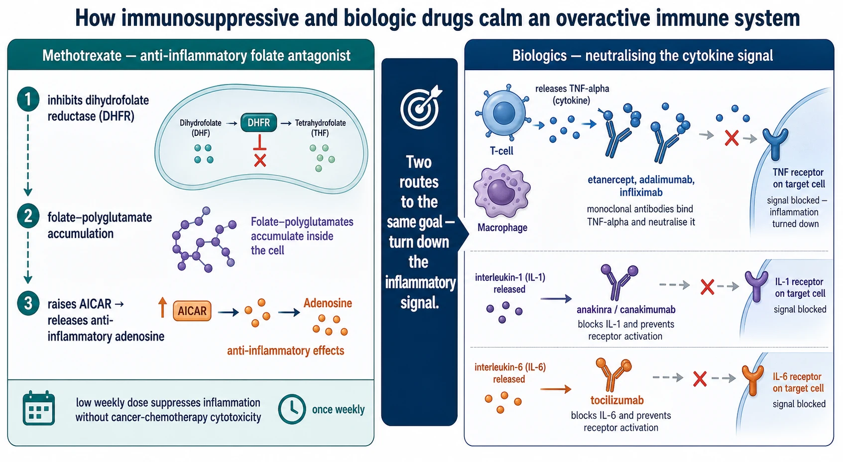 Educational schematic in two panels: left panel showing methotrexate inside a cell inhibiting dihydrofolate reductase, accumulating folate polyglutamates and raising AICAR to release anti-inflammatory adenosine on a once-weekly clock; right panel showing macrophages releasing tumour necrosis factor and interleukin cytokines that are neutralised by monoclonal antibody Y-shapes labelled etanercept, adalimumab, infliximab, anakinra, canakinumab and tocilizumab