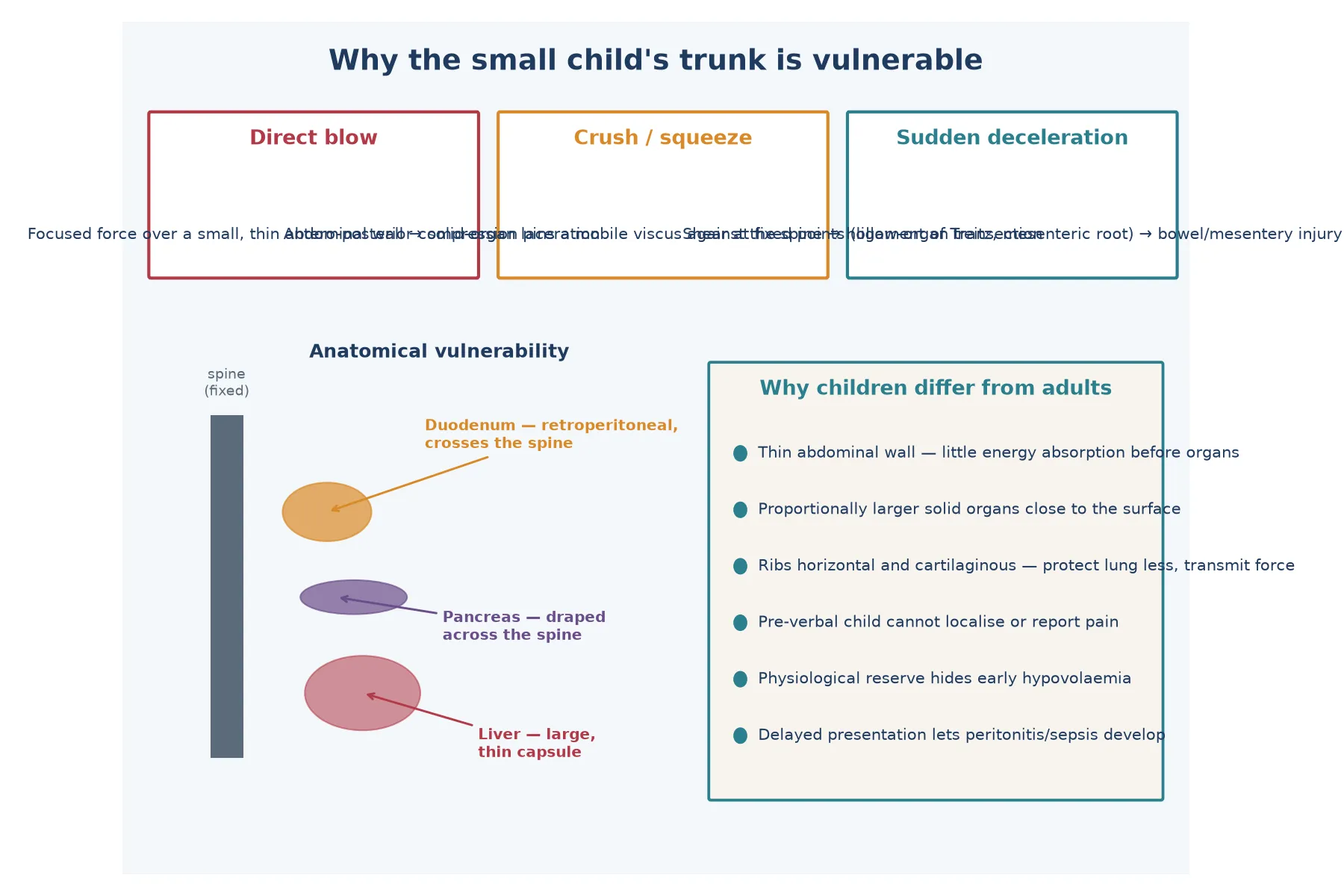 Educational schematic of energy-transfer mechanisms and the anatomical vulnerability of the small child's trunk to inflicted injury