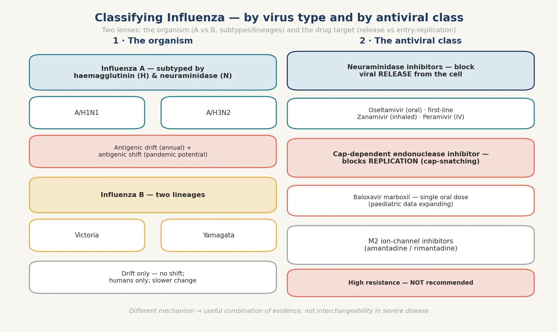 Two-panel schematic: left, influenza A (H1N1 and H3N2 with drift and shift) and influenza B (Victoria and Yamagata lineages); right, the antiviral classes — neuraminidase inhibitors that block viral release, the cap-dependent endonuclease inhibitor baloxavir that blocks replication, and the M2 ion-channel inhibitors no longer recommended due to resistance