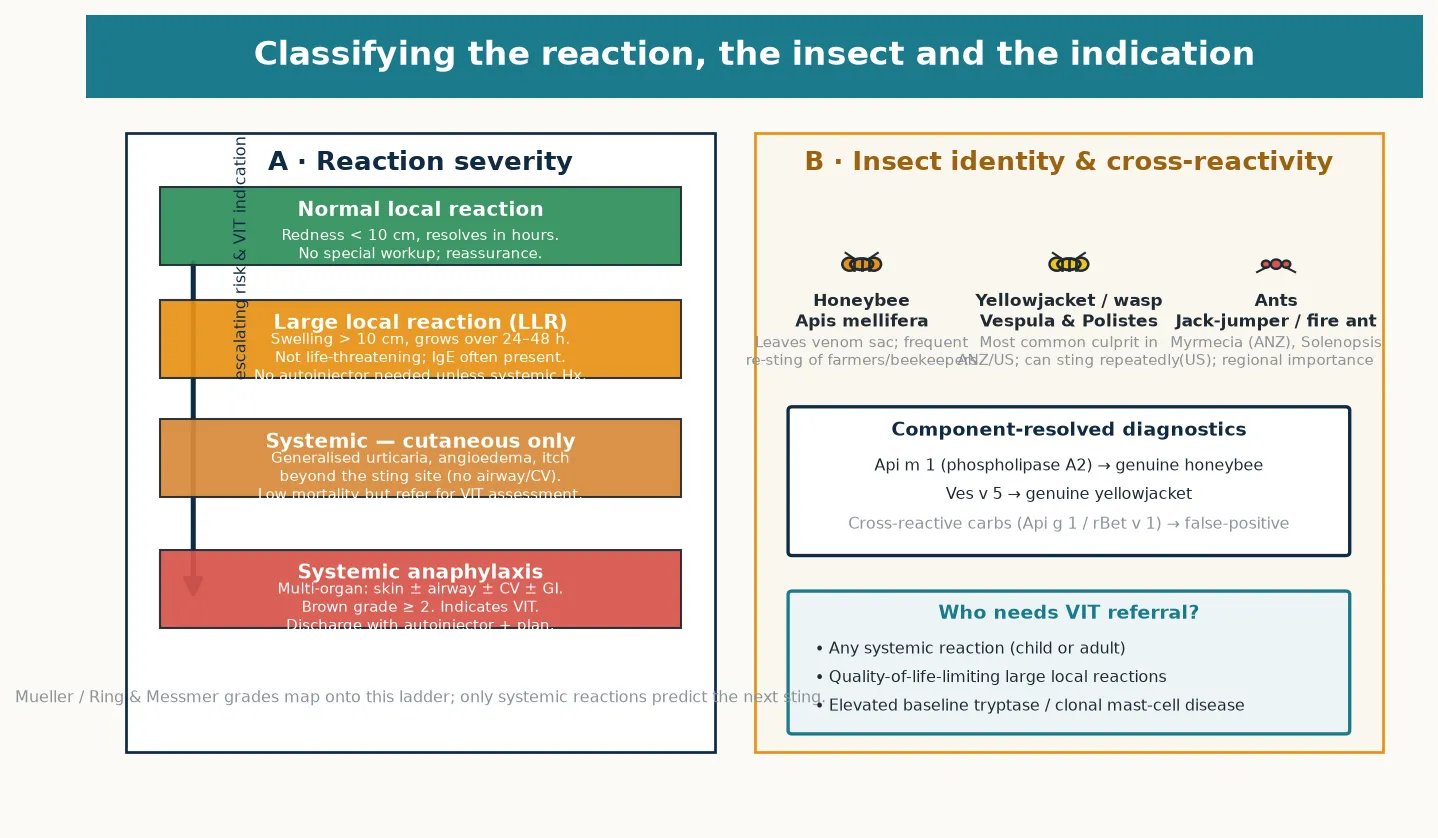 Two-panel schematic of insect-sting classification: panel A shows the four-rung reaction-severity ladder (normal local, large local, systemic cutaneous, systemic anaphylaxis) with escalating risk and venom immunotherapy indication, and panel B shows the three culprit families (honeybee Apis mellifera, yellowjacket and wasp Vespula and Polistes, ants Myrmecia and Solenopsis) with component-resolved diagnostics and the indications for venom immunotherapy referral