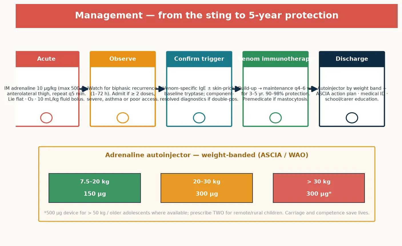 Five-step management algorithm for insect-sting hypersensitivity: acute resuscitation with intramuscular adrenaline by weight band, flat positioning, oxygen and fluids; observation for the biphasic reaction; trigger confirmation with venom-specific IgE, skin testing and baseline tryptase; venom immunotherapy build-up to maintenance giving 90 to 98 per cent protection over 3 to 5 years; and discharge with an adrenaline autoinjector, action plan, medical identification and school education