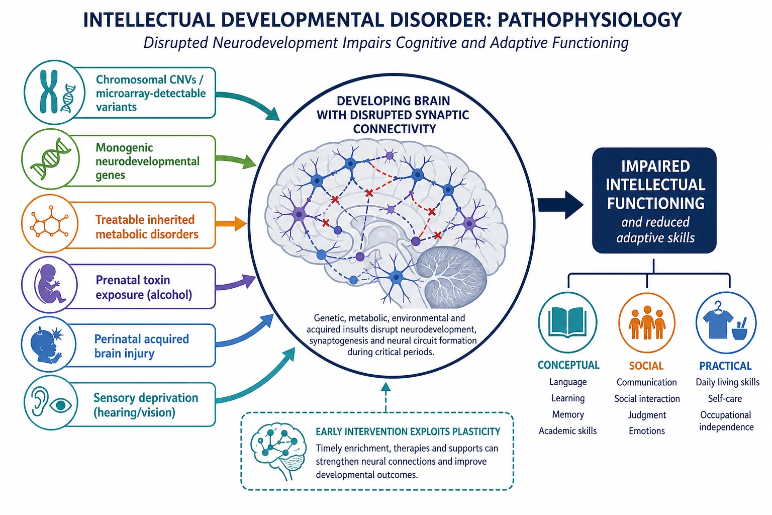 Educational mechanism diagram showing genetic metabolic toxic acquired and sensory pathways converging on disrupted brain networks and adaptive impairment