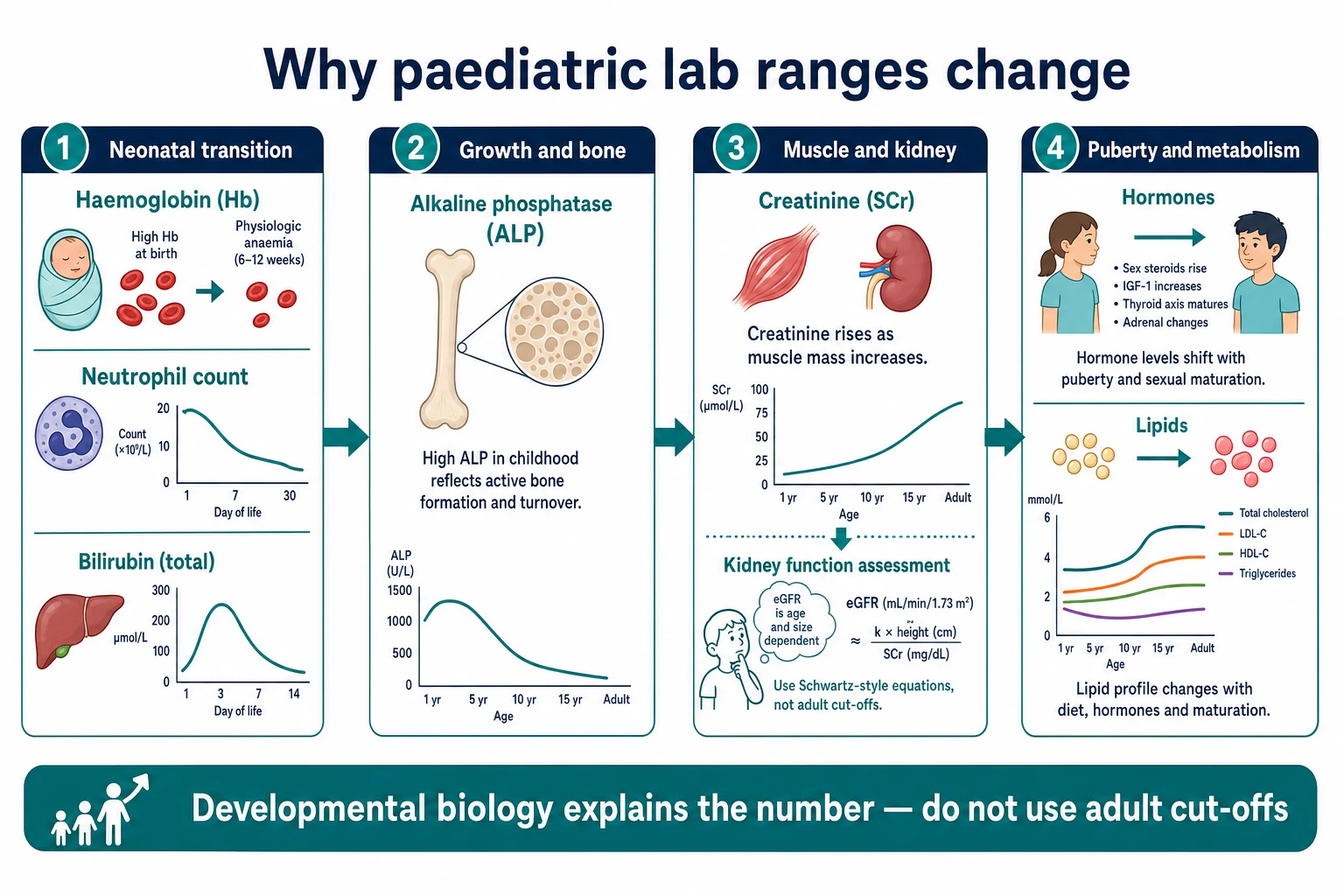 Developmental physiology explaining why common paediatric laboratory analytes change with age