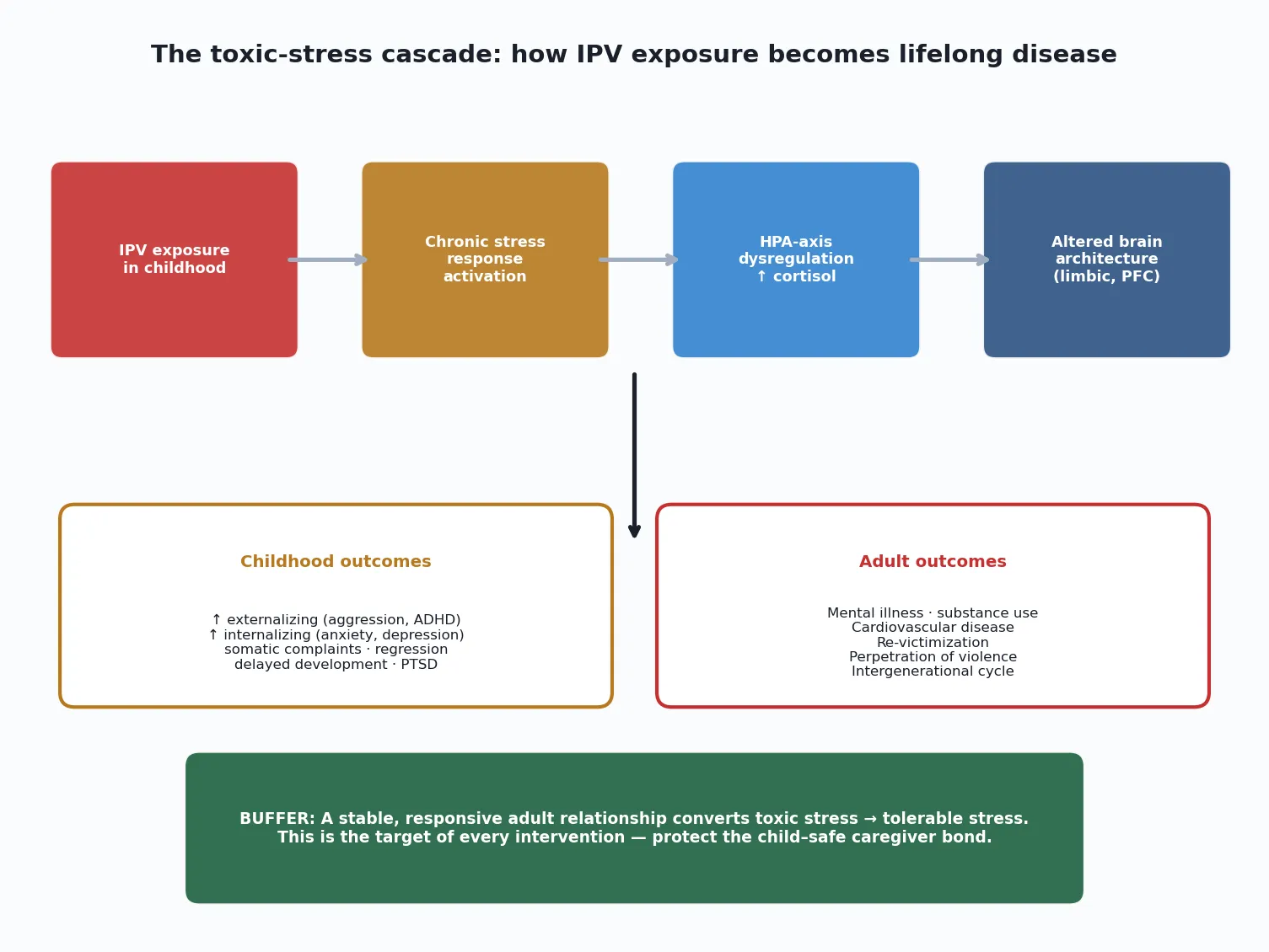 Left-to-right cascade: IPV exposure in childhood, chronic stress response activation, HPA-axis dysregulation with elevated cortisol, altered brain architecture in limbic and prefrontal circuits, with childhood outcomes (externalizing, internalizing, somatic, developmental) and adult outcomes (mental illness, cardiovascular disease, re-victimization), and the buffering role of a stable adult relationship