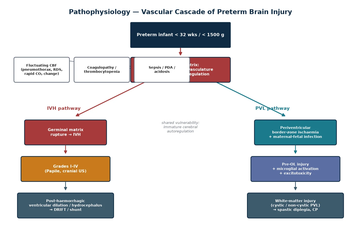 Vascular cascade of preterm brain injury showing germinal matrix fragility and impaired autoregulation diverging into the IVH pathway and the PVL pathway
