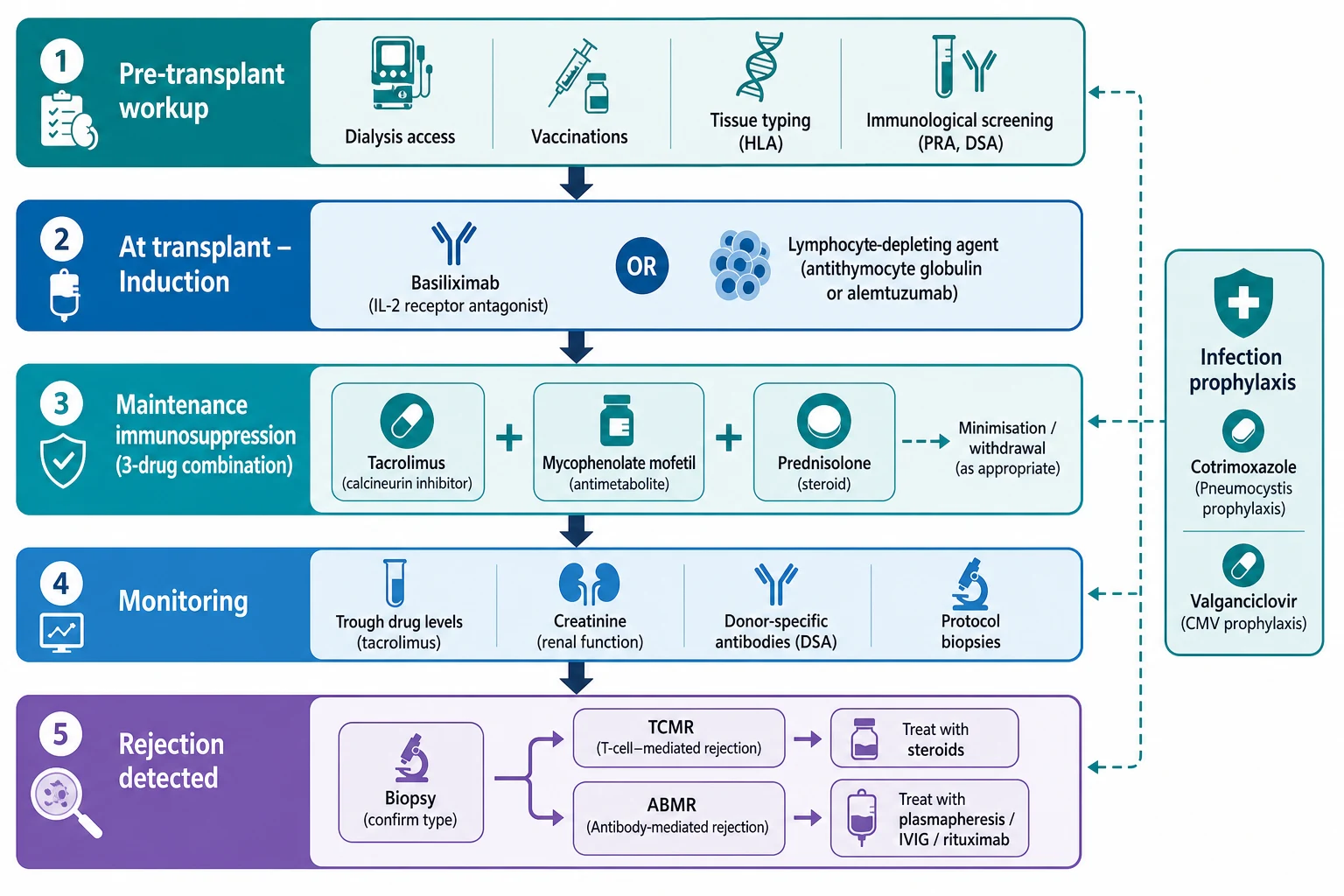 Management algorithm for paediatric kidney transplantation flowing top to bottom: step one pre-transplant workup including dialysis access, vaccinations, HLA tissue typing and immunological screening with panel-reactive antibody and donor-specific antibodies; step two induction at transplant with basiliximab or a lymphocyte-depleting agent such as antithymocyte globulin or alemtuzumab; step three maintenance immunosuppression as three pillars, tacrolimus a calcineurin inhibitor plus mycophenolate mofetil an antimetabolite plus prednisolone a steroid with an arrow showing minimisation or withdrawal; step four monitoring with trough drug levels, creatinine, donor-specific antibodies and protocol biopsies; step five rejection detected with biopsy then treatment with steroids for T-cell-mediated rejection and plasmapheresis with intravenous immunoglobulin and rituximab for antibody-mediated rejection, plus a side branch for infection prophylaxis with co-trimoxazole and valganciclovir.