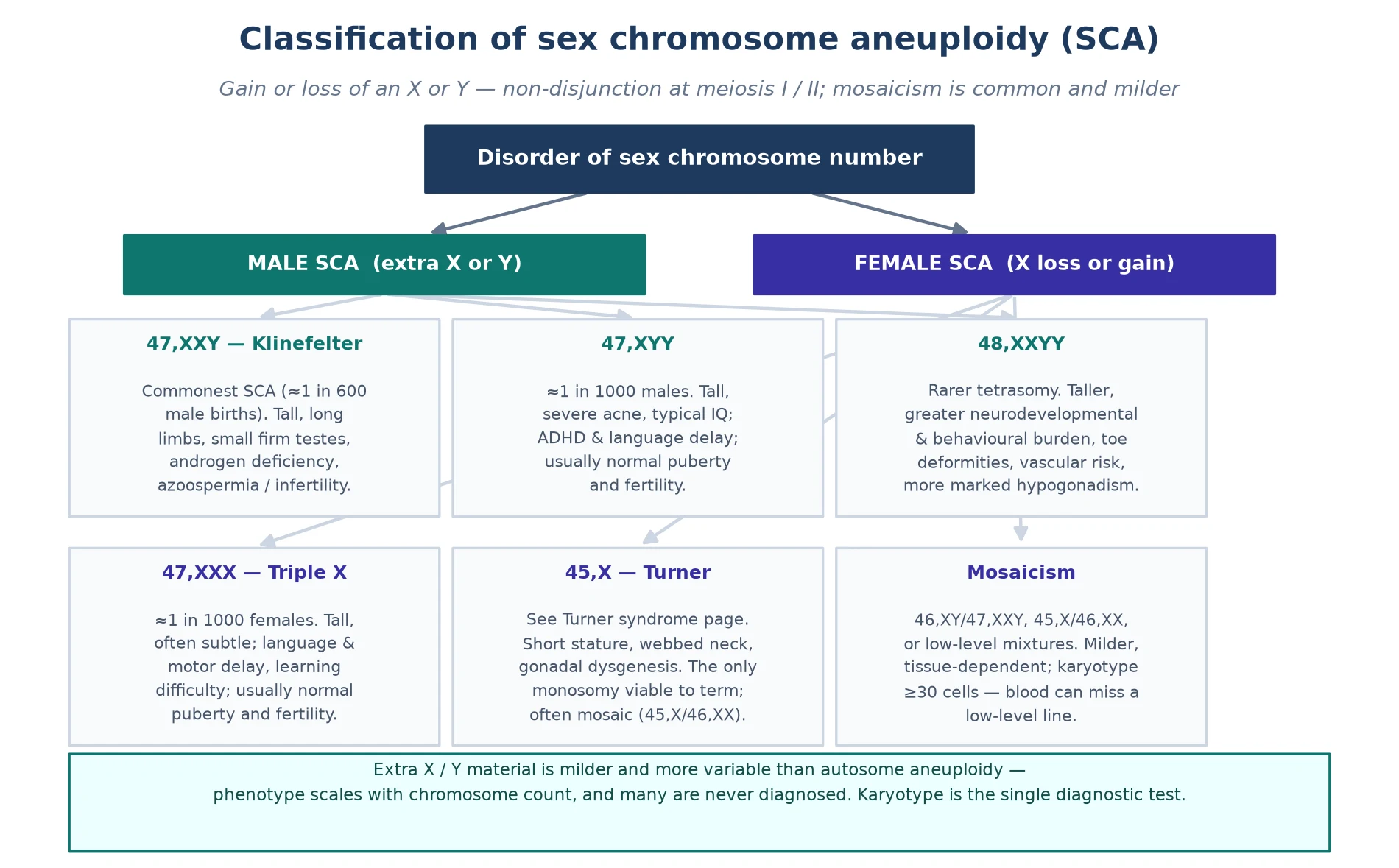 Three sex chromosome trisomy columns — 47,XXY at one in six hundred males, 47,XXX at one in one thousand females, 47,XYY at one in one thousand males — each annotated with the key phenotype, fertility status, and the estimated proportion diagnosed, with a footer on the extra-X dosage model and X-inactivation escape genes