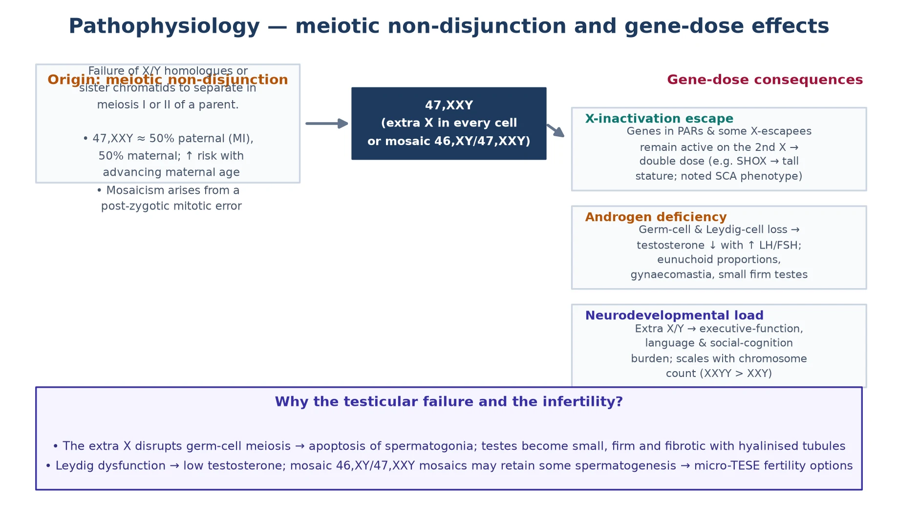 Central extra-X gene-dosage box branching to five organ-system panels — neurodevelopment (language delay, executive dysfunction), gonadal (seminiferous tubule hyalinisation, testosterone deficiency), metabolic and cardiovascular (type 2 diabetes, thromboembolism), bone (osteoporosis), and psychosocial (anxiety, social vulnerability) — each annotated with the dominant gene-dosage-driven effect, with a footer on escape genes and X-inactivation