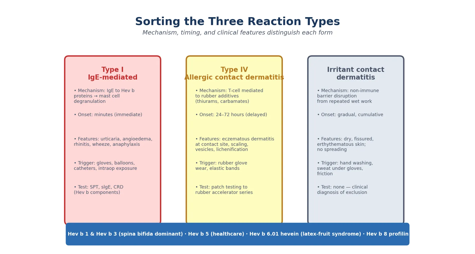 Three-column educational board sorting latex reaction types (Type I IgE, Type IV contact dermatitis, irritant) by mechanism, timing, features, trigger and test, with a bottom bar listing major Hev b allergens and clinical relevance