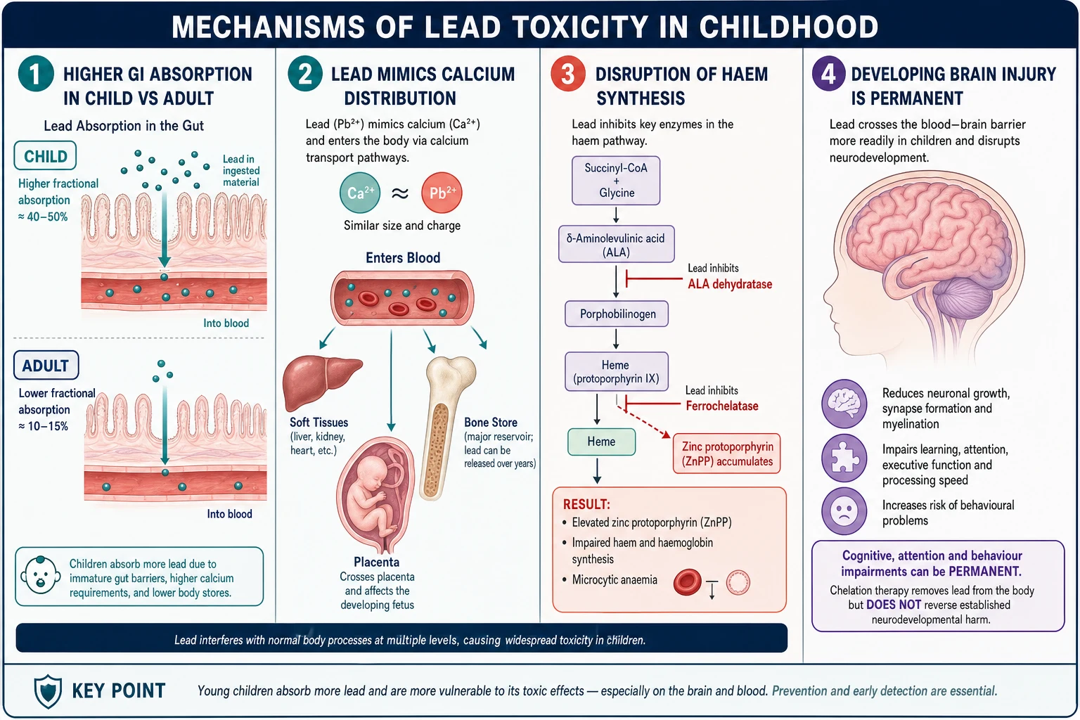 Four-panel educational schematic of lead absorption, calcium mimicry and bone storage, haem enzyme block, and permanent neurodevelopmental injury