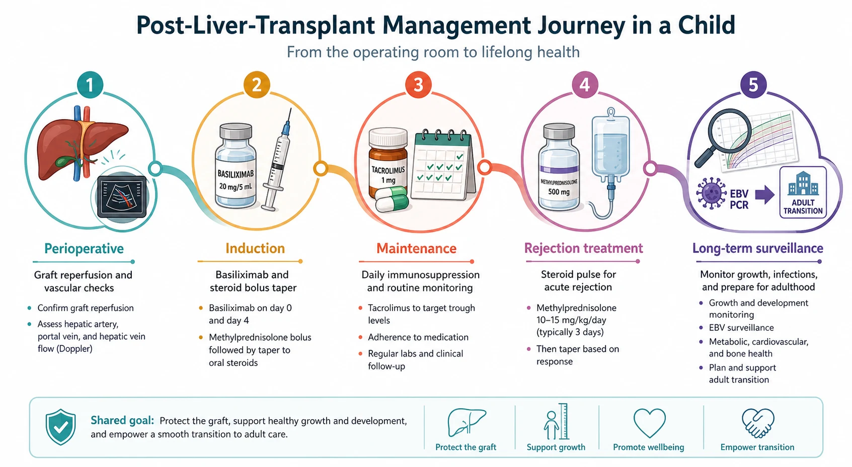 Horizontal timeline of post-liver-transplant management in a child with five milestone nodes: perioperative graft reperfusion and vascular checks, induction with basiliximab and steroid taper, maintenance with tacrolimus to target trough, rejection treatment with a methylprednisolone pulse, and long-term surveillance of growth, Epstein-Barr virus and adult transition.