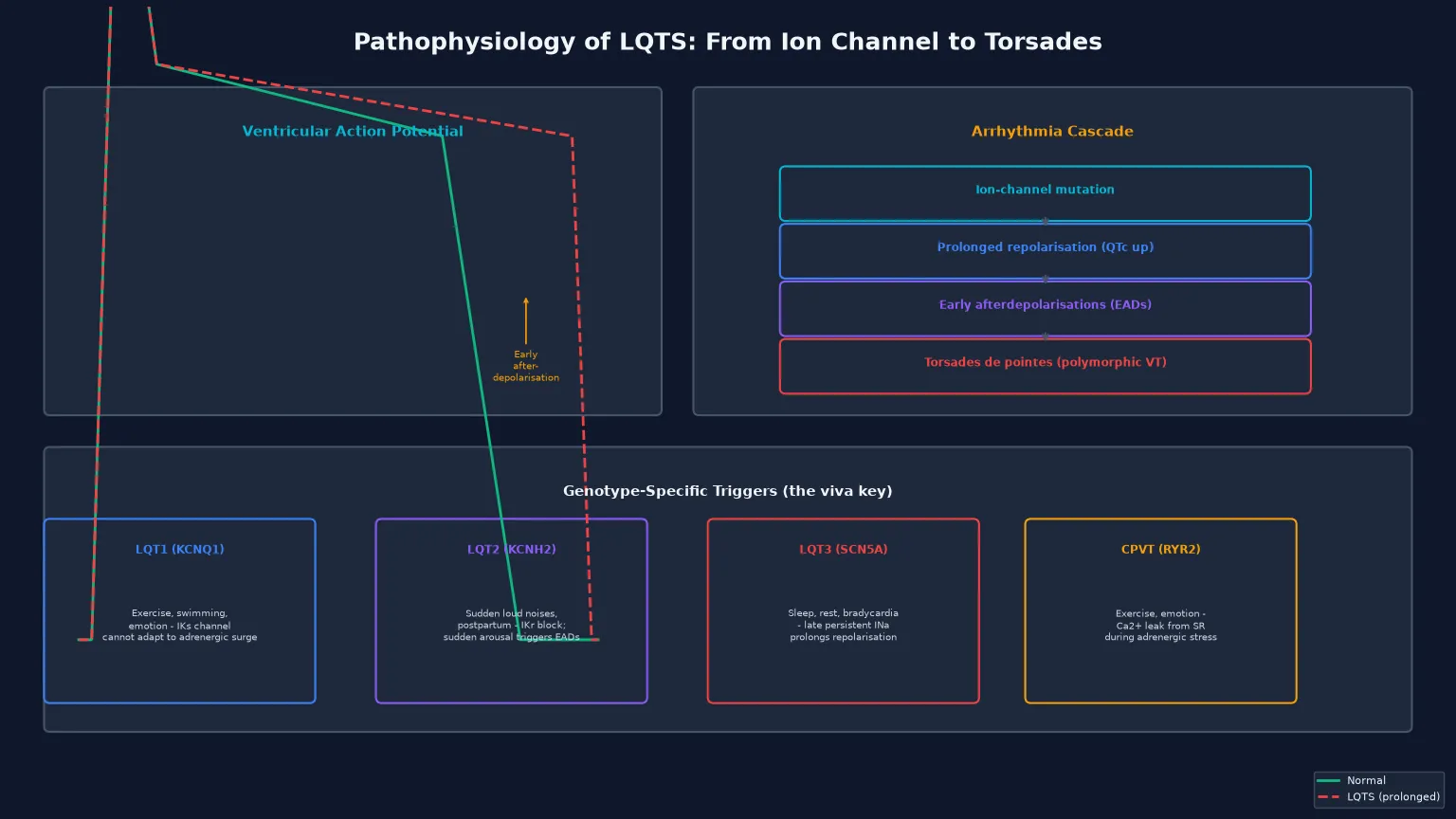 Educational mechanism schematic of long-QT syndrome showing the normal versus prolonged ventricular action potential with early afterdepolarisations, the cascade from ion-channel mutation through prolonged repolarisation and early afterdepolarisations to torsades de pointes, and the genotype-specific triggers for LQT1 (exercise, swimming), LQT2 (sudden noise), LQT3 (sleep) and CPVT (exercise, emotion)
