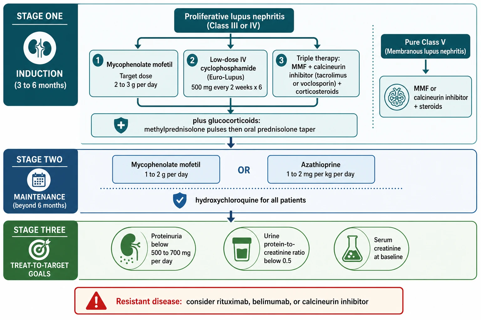 Management algorithm for lupus nephritis: Stage One induction over 3 to 6 months with mycophenolate mofetil (target 2 to 3 g per day) or low-dose Euro-Lupus cyclophosphamide (500 mg every 2 weeks for 6 doses) or triple therapy with a calcineurin inhibitor, all with glucocorticoid pulses and a prednisolone taper, with pure Class V treated by mycophenolate or calcineurin inhibitor; Stage Two maintenance with mycophenolate or azathioprine plus hydroxychloroquine for all; Stage Three treat-to-target goals of proteinuria below 500 to 700 mg per day, protein-to-creatinine ratio below 0.5, and creatinine at baseline, with resistant disease escalating to rituximab, belimumab, or a calcineurin inhibitor.