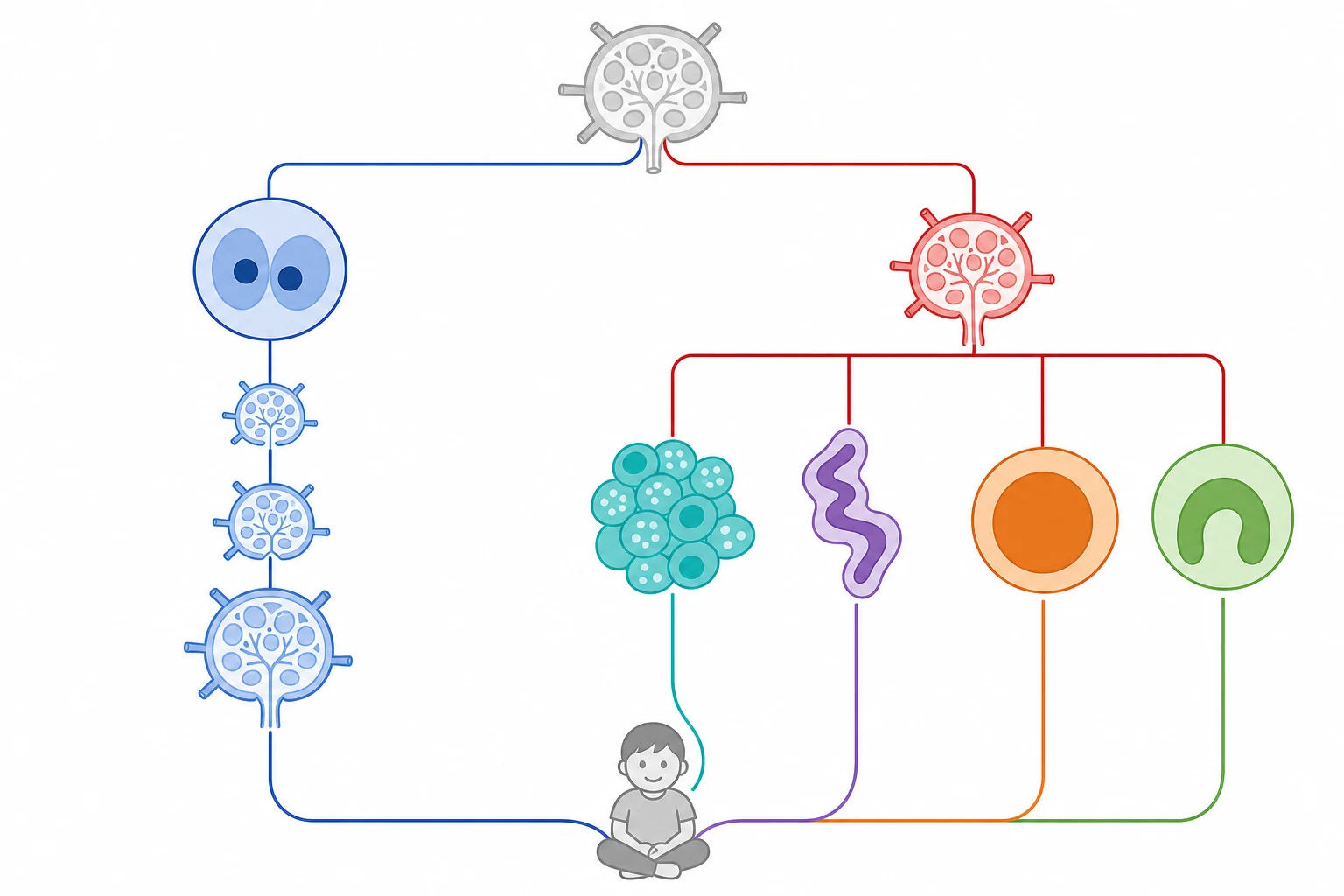 A clean schematic on a white background dividing childhood lymphoma into two branches from a central node. The left branch in indigo blue shows Hodgkin lymphoma with a large owl-eye Reed-Sternberg cell icon and an orderly chain of connected lymph node icons, labelled below with the Ann Arbor staging roman numerals one to four. The right branch in crimson shows non-Hodgkin lymphoma splitting into four colour-coded sub-branches, each with a distinct cell-shape icon: a starry-sky pattern for Burkitt, a convoluted precursor cell for lymphoblastic, a large diffuse cell for diffuse large B-cell and a horseshoe nucleus cell for anaplastic large cell. A small child figure sits at the centre below. No text appears in the figure.
