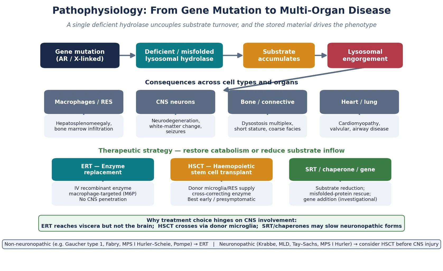 Pathophysiology cascade showing gene mutation leading to deficient lysosomal hydrolase, substrate accumulation and lysosomal engorgement, then organ consequences across macrophages, neurons, bone and heart, with enzyme replacement, stem cell transplant and substrate reduction therapy overlaid