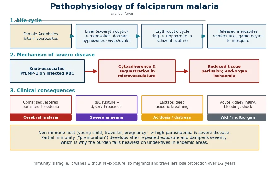 Pathophysiology of falciparum malaria from mosquito bite through liver and blood stages to cytoadherence and sequestration in the microvasculature, causing cerebral malaria, severe anaemia, acidosis and organ ischaemia.