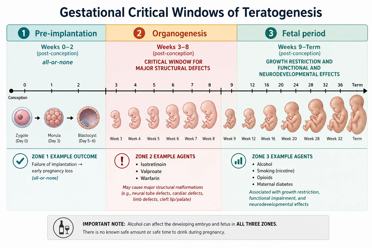 Educational diagram of gestational critical windows of teratogenesis showing a horizontal pregnancy timeline divided into pre-implantation all-or-none, organogenesis critical window for structural defects, and fetal period for growth and neurodevelopmental effects, with example agents in each zone