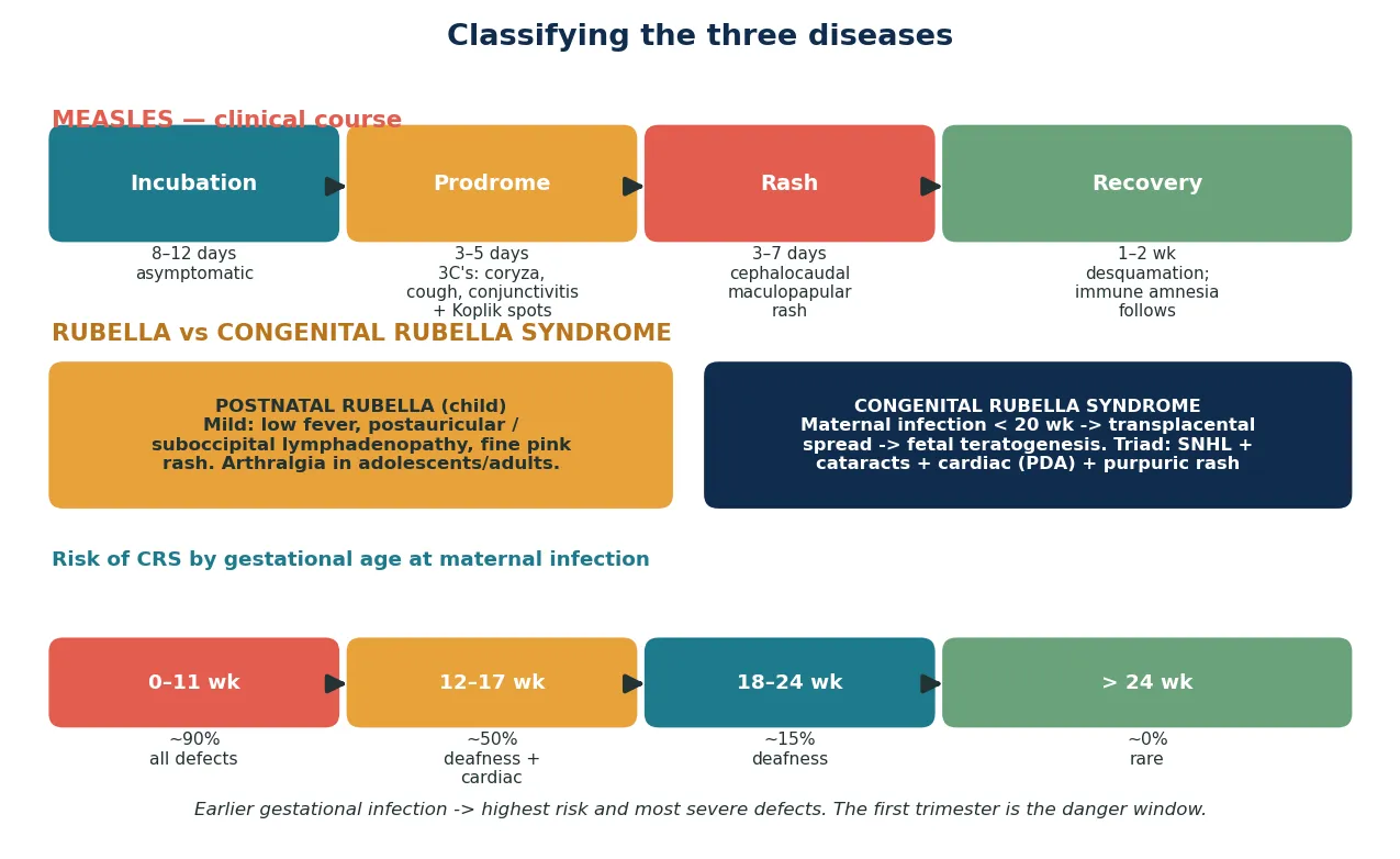 Three-panel classification schematic: the measles incubation-prodrome-rash-recovery course with Koplik spots and immune amnesia; postnatal rubella versus congenital rubella syndrome triad; and a bar showing CRS risk by gestational age falling from about 90 per cent at 0 to 11 weeks toward zero after 24 weeks