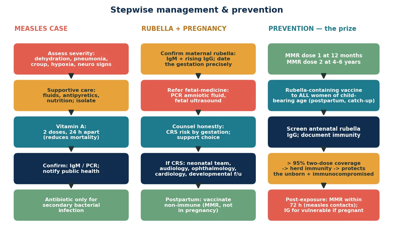 Three-column management pathway: left, the measles case — assess severity, supportive care, vitamin A two doses, confirm with IgM/PCR and notify, antibiotics only for secondary infection; centre, rubella in pregnancy — confirm serology, refer fetal medicine, counsel by gestational CRS risk, plan neonatal multidisciplinary team, vaccinate non-immune postpartum; right, prevention — MMR doses at 12 months and 4 to 6 years, antenatal rubella IgG screening, greater than 95 per cent coverage and post-exposure MMR within 72 hours