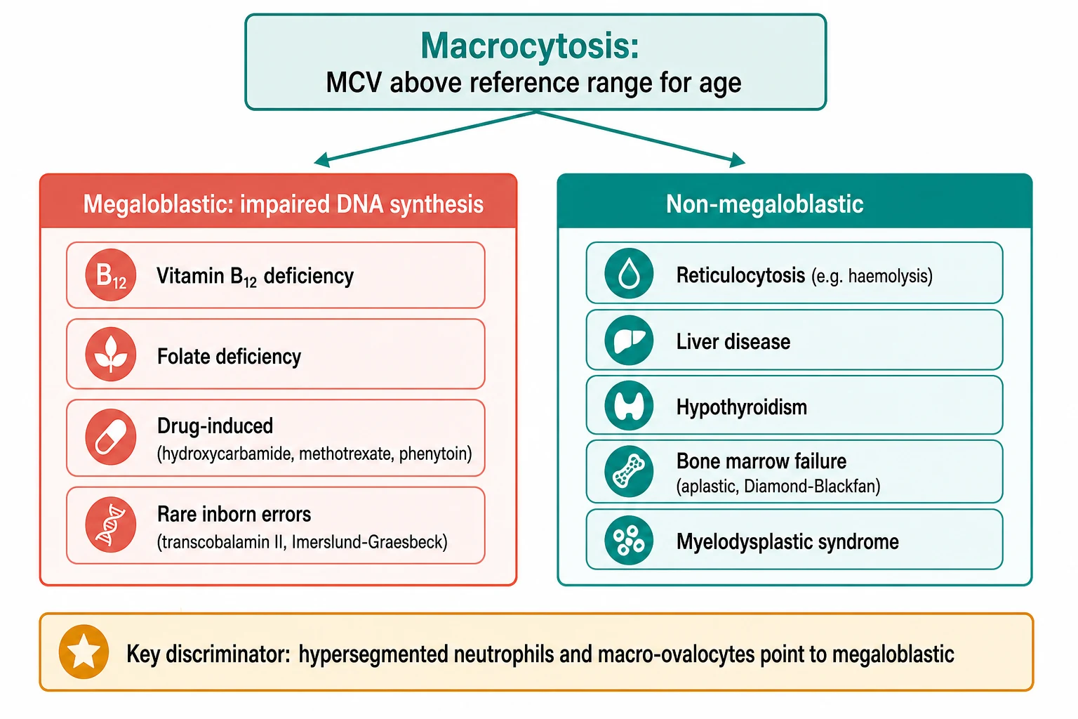 A clean medical-education schematic on a white background. A top box reads Macrocytosis MCV above reference range for age, splitting into two panels. The left coral panel is headed Megaloblastic impaired DNA synthesis and lists vitamin B12 deficiency, folate deficiency, drug-induced with hydroxycarbamide methotrexate phenytoin, and rare inborn errors. The right teal panel is headed Non-megaloblastic and lists reticulocytosis from haemolysis, liver disease, hypothyroidism, bone marrow failure such as aplastic and Diamond-Blackfan, and myelodysplastic syndrome. A bottom amber bar reads key discriminator hypersegmented neutrophils and macro-ovalocytes point to megaloblastic.