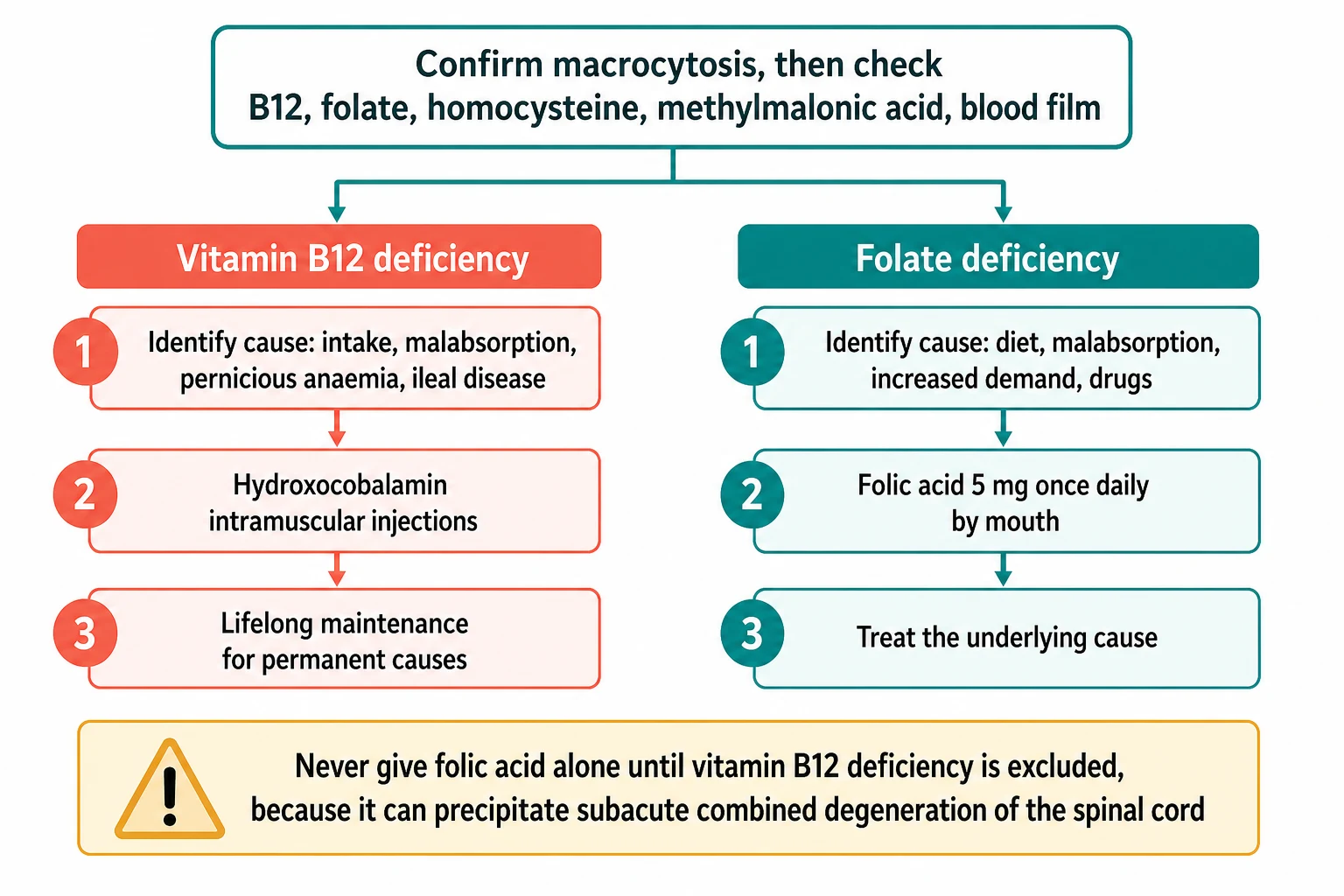 A clean medical-education management flowchart on a white background. A top box reads confirm macrocytosis then check B12 folate homocysteine methylmalonic acid and blood film. Two parallel lanes branch down. The left coral lane is headed vitamin B12 deficiency with steps identify cause such as intake malabsorption pernicious anaemia ileal disease, hydroxocobalamin intramuscular injections, and lifelong maintenance for permanent causes. The right teal lane is headed folate deficiency with steps identify cause such as diet malabsorption increased demand drugs, folic acid 5 mg once daily by mouth, and treat the underlying cause. A bottom amber warning panel reads never give folic acid alone until vitamin B12 deficiency is excluded because it can precipitate subacute combined degeneration of the spinal cord.