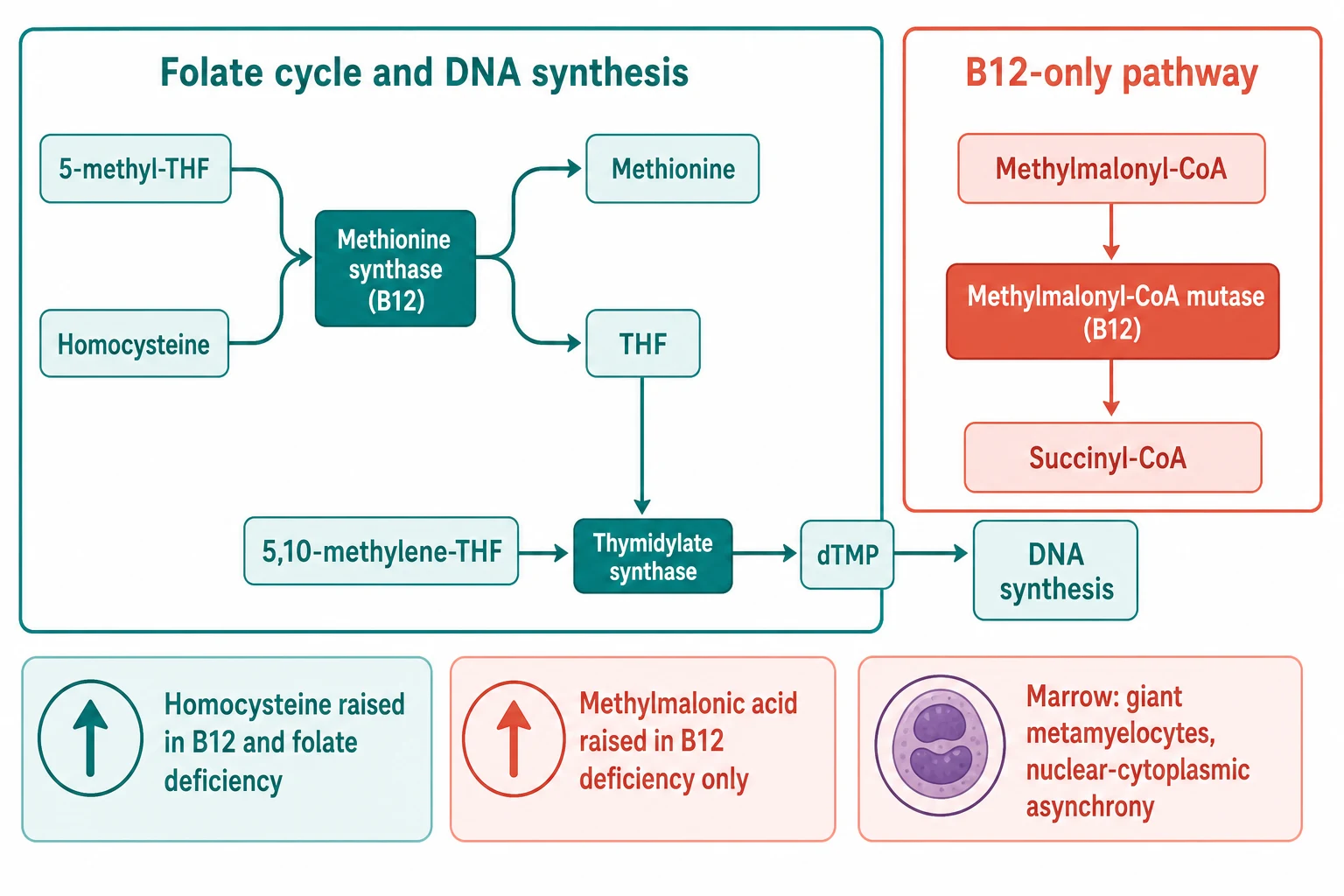 A clean scientific pathway schematic on a white background. The left block is titled Folate cycle and DNA synthesis and shows 5-methyl-THF plus homocysteine converting through a methionine synthase enzyme box that needs B12 into methionine plus THF, then THF flowing to 5,10-methylene-THF and through a thymidylate synthase box into dTMP and then a DNA synthesis box. A coral dashed barrier across this arrow reads B12 or folate deficiency leading to impaired DNA synthesis slow nuclear maturation. The right block is titled B12-only pathway and shows methylmalonyl-CoA converting through a methylmalonyl-CoA mutase box that needs B12 into succinyl-CoA. A bottom strip of three result chips reads homocysteine raised in B12 and folate deficiency, methylmalonic acid raised in B12 deficiency only, and marrow nuclear-cytoplasmic asynchrony giant metamyelocytes.