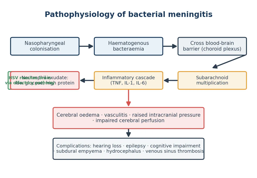 Diagram of the pathophysiology of bacterial meningitis from nasopharyngeal colonisation through haematogenous invasion and blood-brain barrier crossing to subarachnoid inflammation, cerebral oedema, raised intracranial pressure, and neuronal injury.