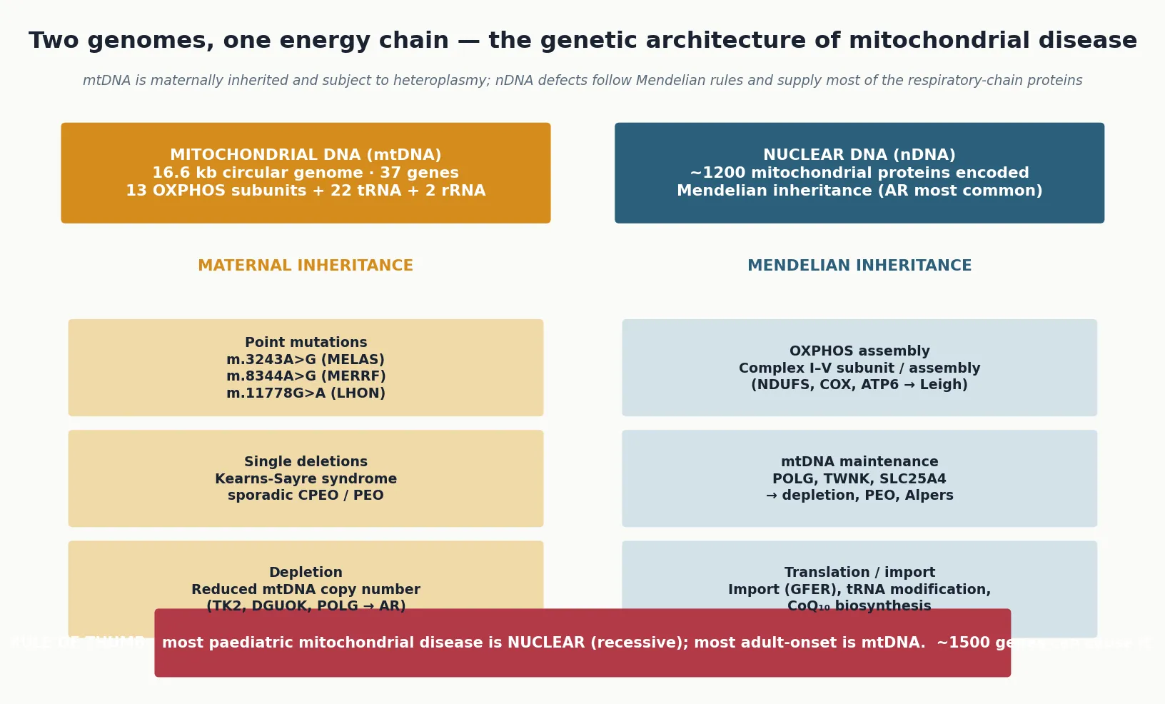 Two-column schematic comparing mitochondrial DNA (maternal inheritance, with point mutations, single deletions, and depletion) against nuclear DNA (Mendelian inheritance, with OXPHOS assembly, mtDNA maintenance, and translation or import defects), with a footer stating that most paediatric disease is nuclear recessive and most adult-onset disease is mtDNA