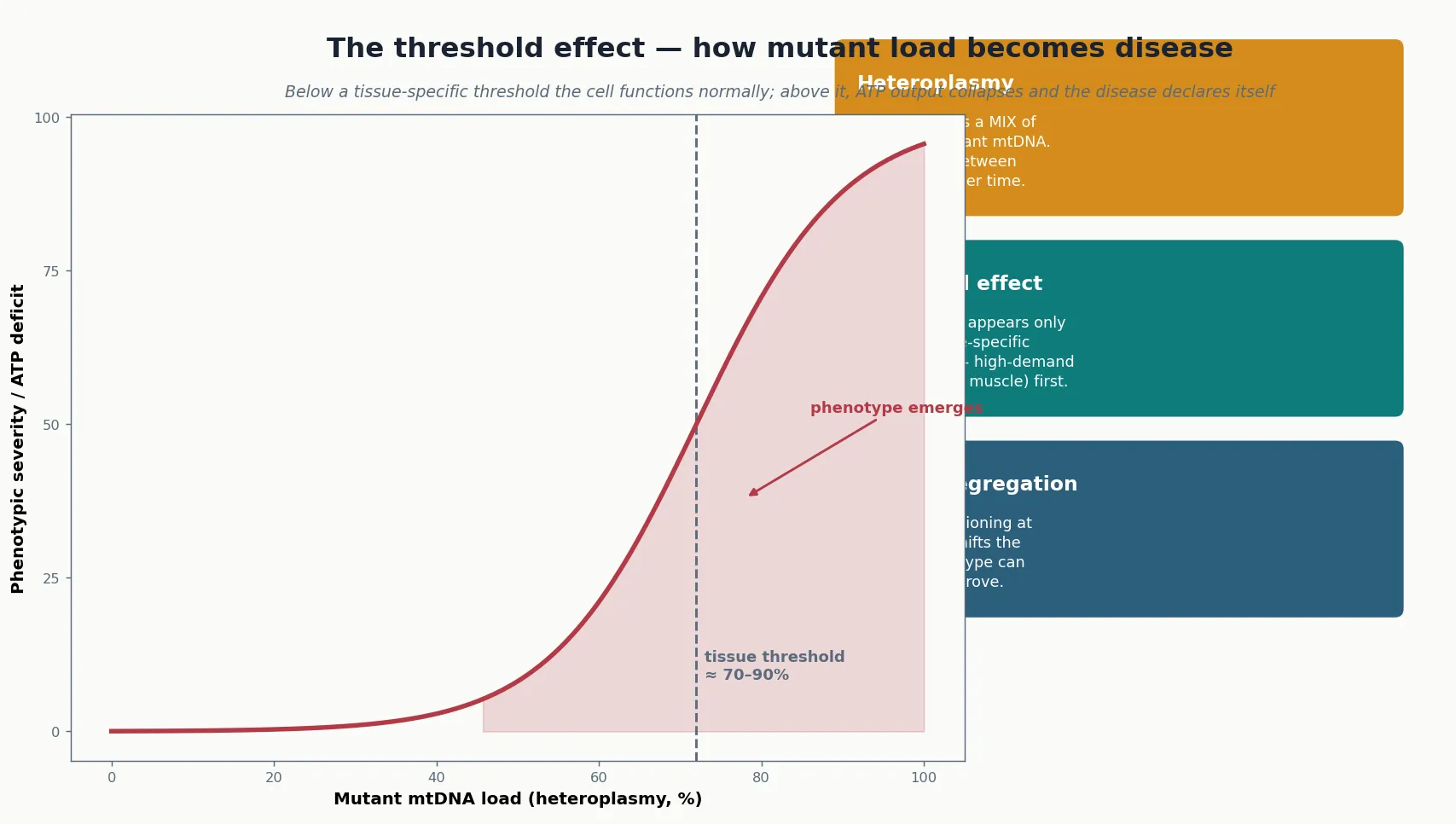 Sigmoid curve relating mutant mtDNA load (heteroplasmy, per cent) to phenotypic severity, with a dashed threshold line at around 70 to 90 per cent, accompanied by three explanatory panels on heteroplasmy, the threshold effect, and mitotic segregation