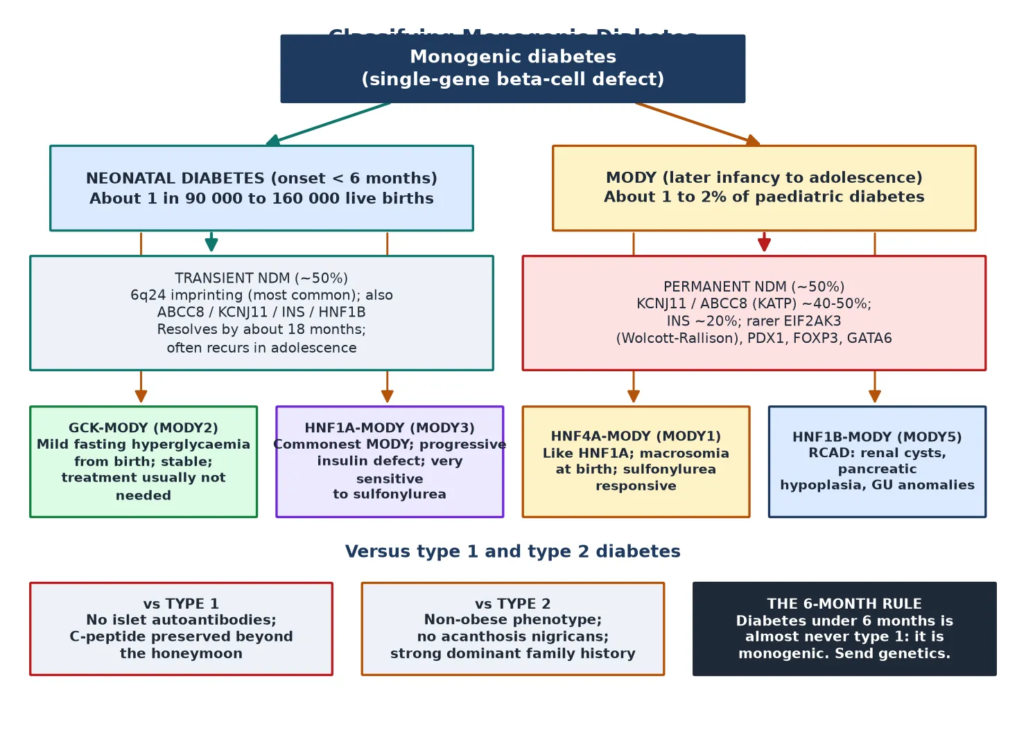 Classification of monogenic diabetes: neonatal diabetes under six months split into transient (6q24 imprinting, KCNJ11, ABCC8) and permanent (KCNJ11, ABCC8, INS, EIF2AK3), beside the MODY subtypes GCK, HNF1A, HNF4A and HNF1B, with discriminators against type 1 and type 2 diabetes and the six-month rule.
