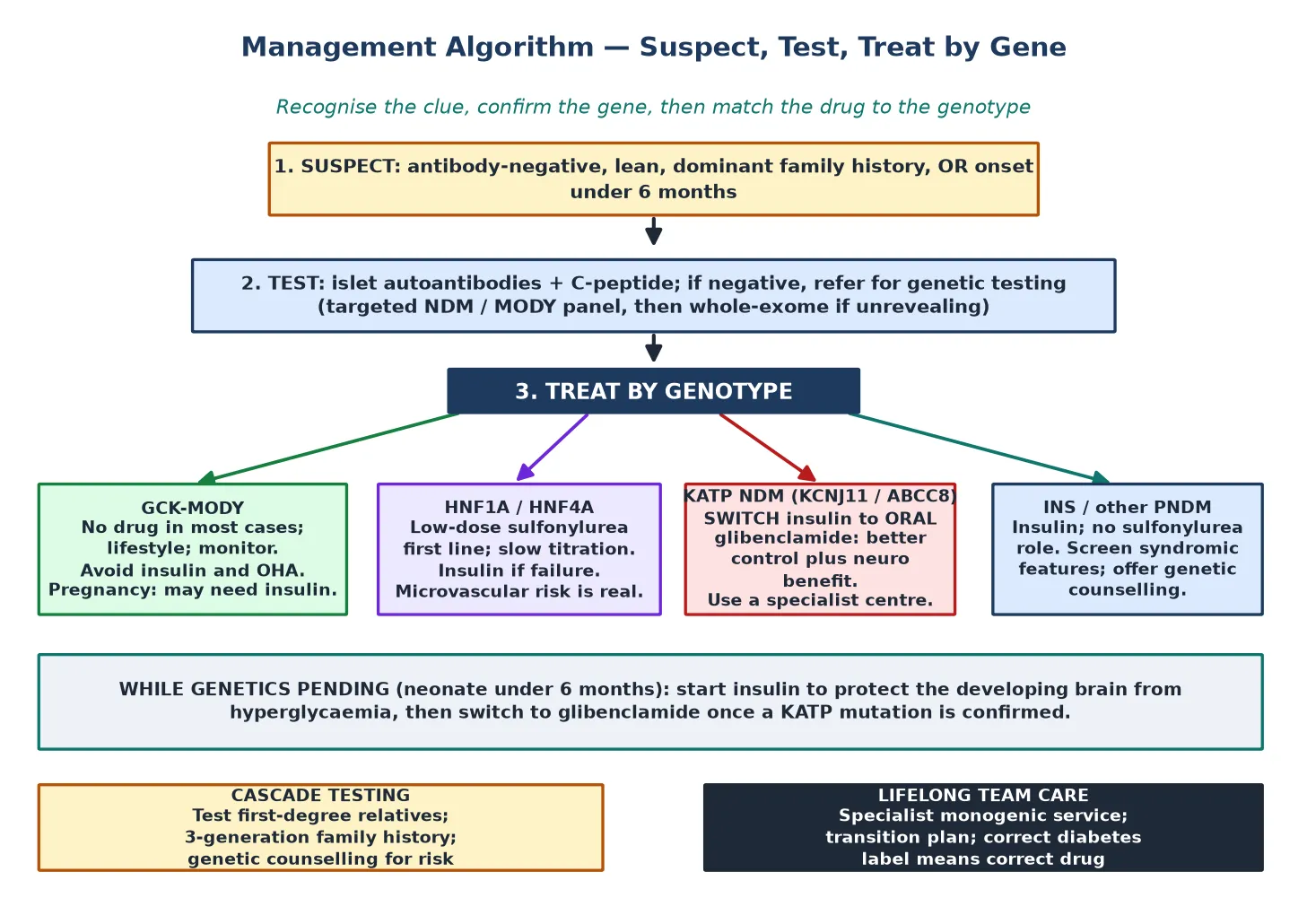 Management algorithm for monogenic diabetes: suspect from the phenotype, test with antibodies and C-peptide then genetic panel, then treat by genotype: GCK usually no drug, HNF1A and HNF4A low-dose sulfonylurea, KATP neonatal diabetes switch insulin to oral glibenclamide, INS and other permanent neonatal diabetes insulin, while cascade testing relatives and arranging lifelong specialist team care.
