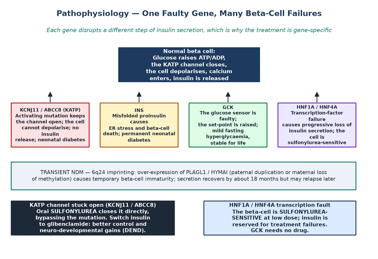 Pathophysiology of monogenic diabetes showing the normal beta-cell glucose-to-insulin cascade, then how KCNJ11/ABCC8 activating mutations hold the KATP channel open, INS mutations cause endoplasmic reticulum stress and beta-cell death, GCK mutations raise the glucose set-point, and HNF1A/HNF4A transcription-factor failure causes progressive secretory loss, with the 6q24 imprinting mechanism of transient neonatal diabetes.