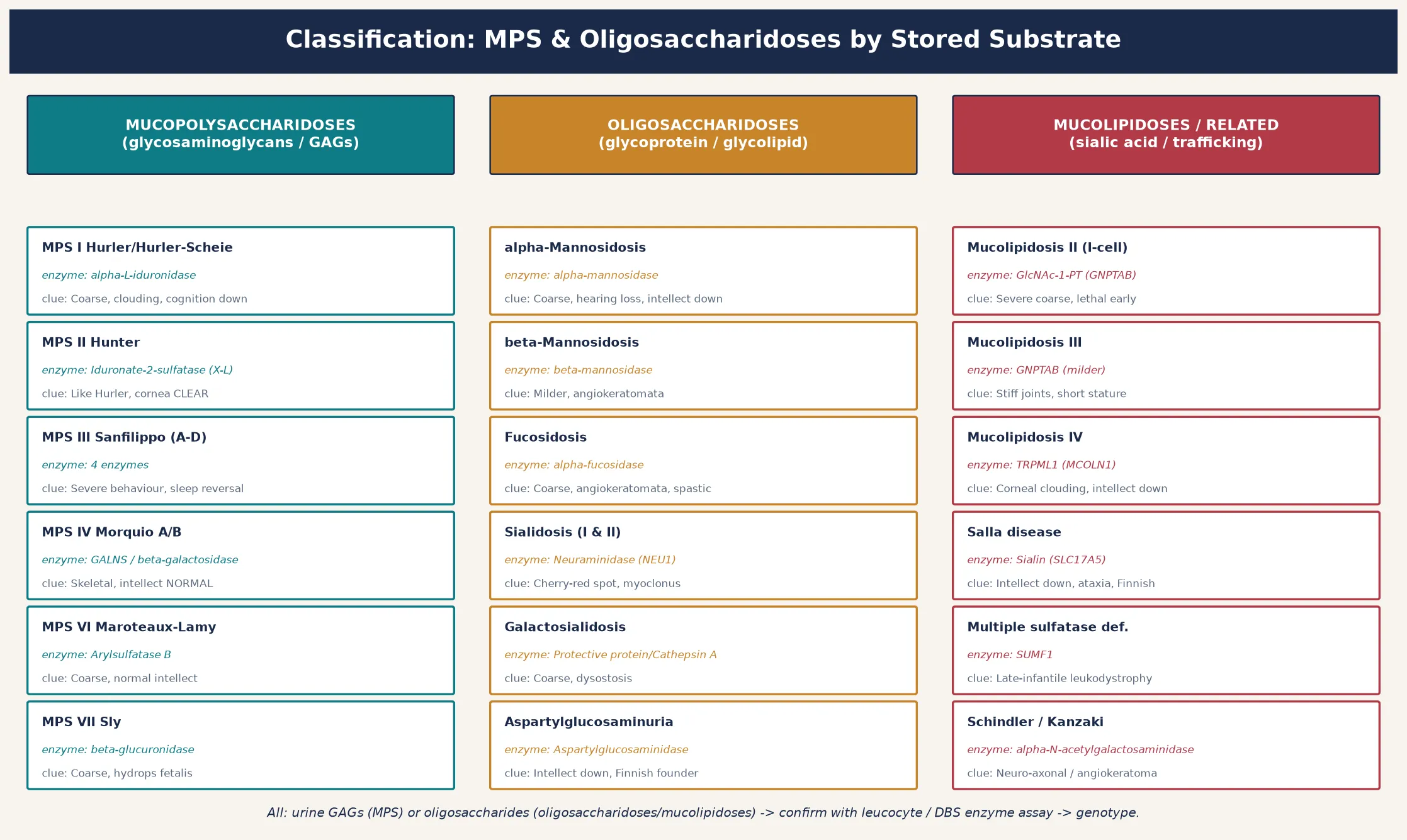 Classification of the mucopolysaccharidoses, oligosaccharidoses, and mucolipidoses grouped by stored substrate, with the deficient enzyme and discriminating clinical clue for each disorder across three columns