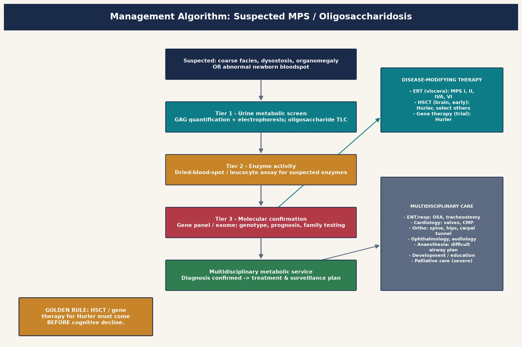 Management algorithm for a suspected mucopolysaccharidosis or oligosaccharidosis, from clinical suspicion or abnormal newborn screen, through urine glycosaminoglycan and oligosaccharide screening, leucocyte enzyme assay and molecular confirmation, to a multidisciplinary decision and treatment branch by central nervous system involvement